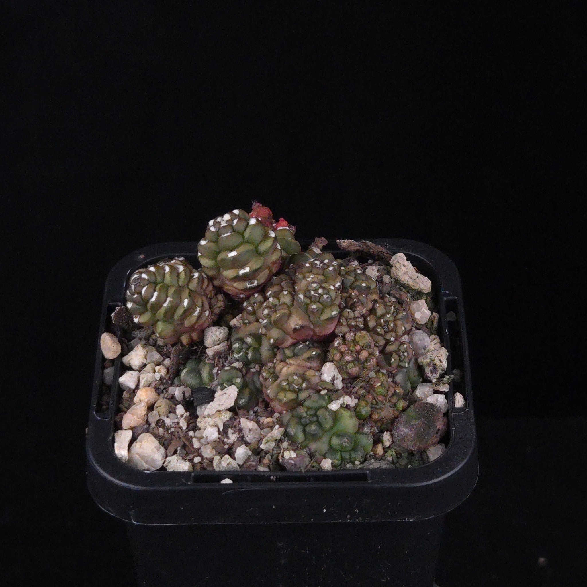 Gymnocalycium mihanovichii forma Kikko