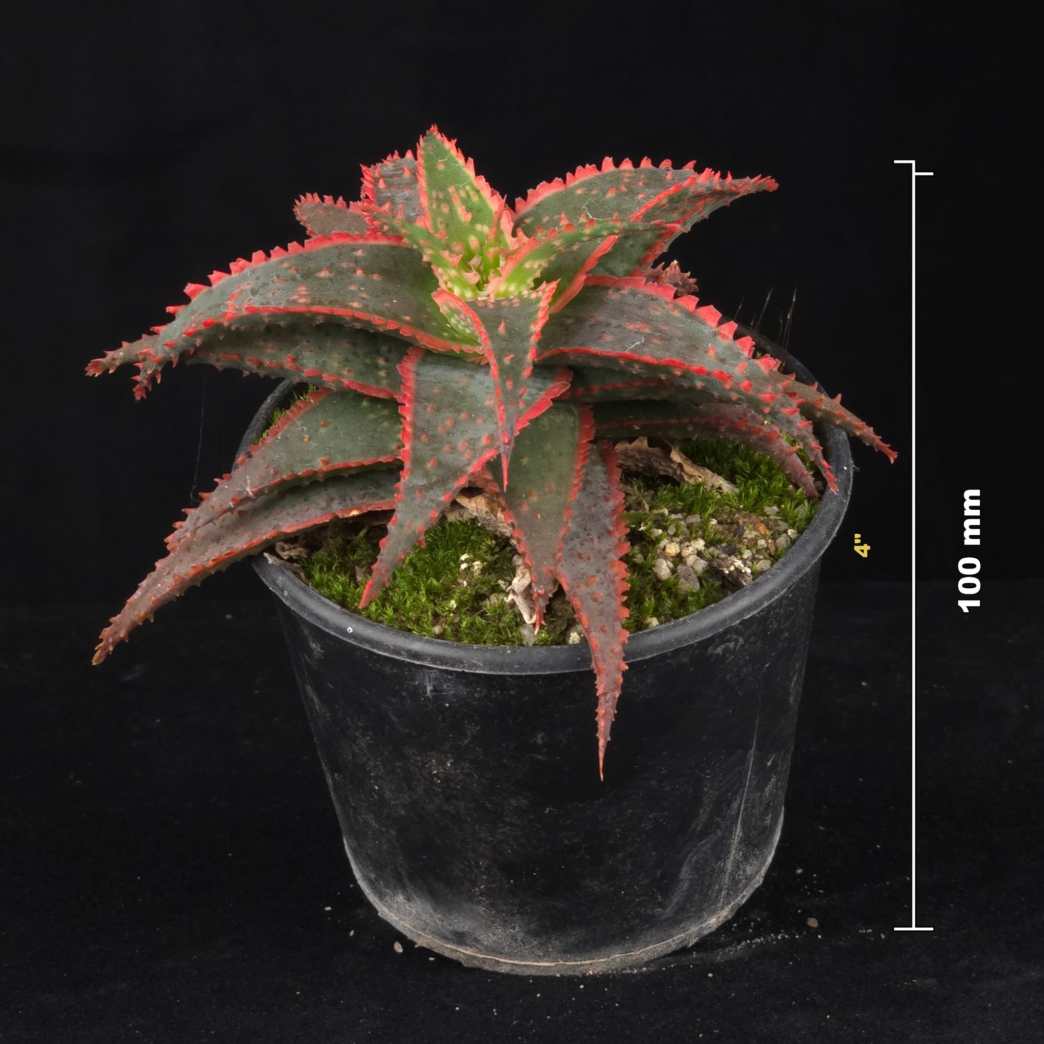 Aloe 'Christmas Carol'