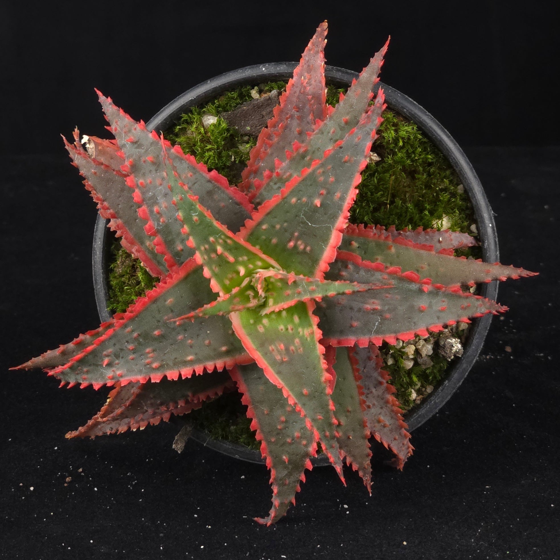 Aloe 'Christmas Carol'
