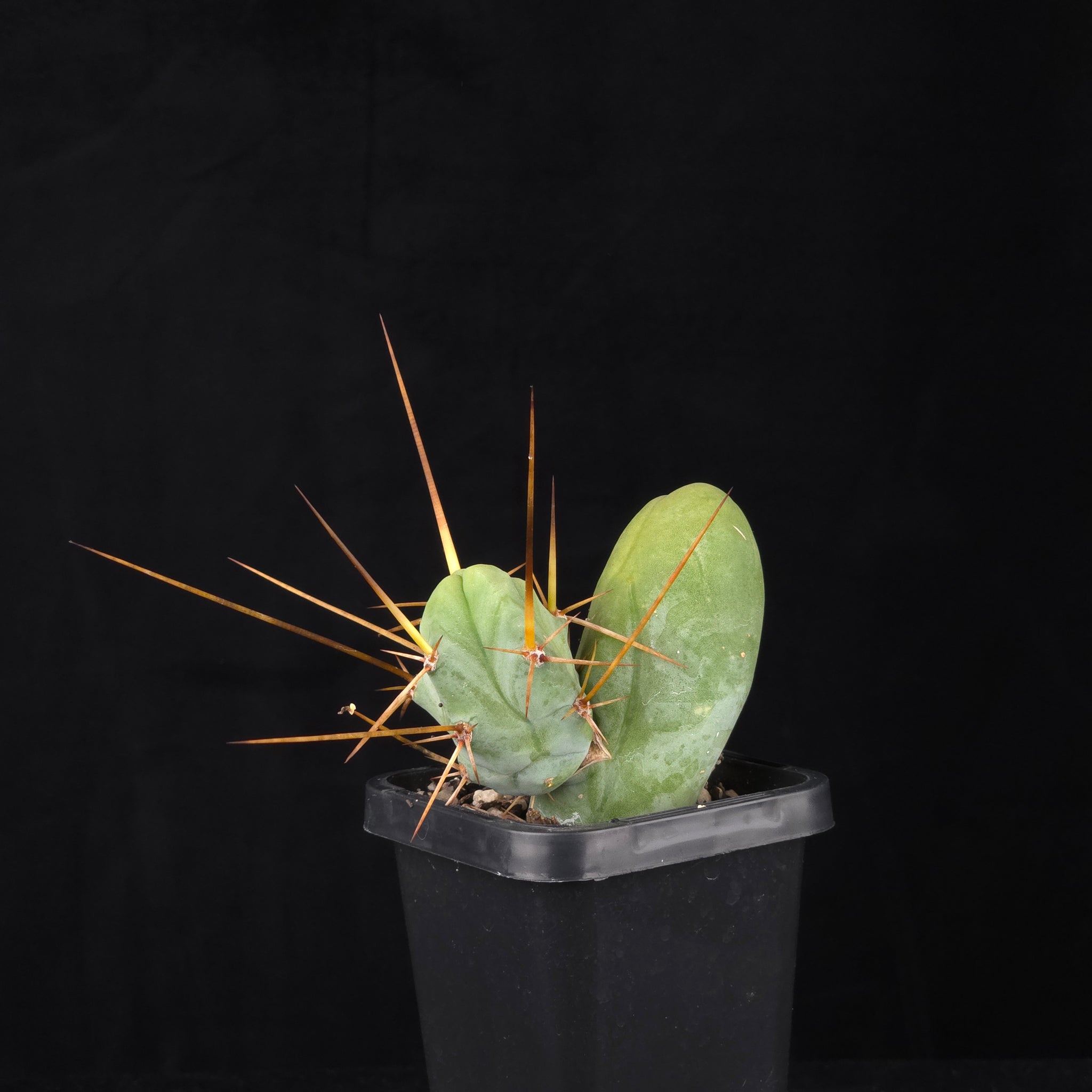 Trichocereus bridgesii f. monstrosa (Penis Cactus)