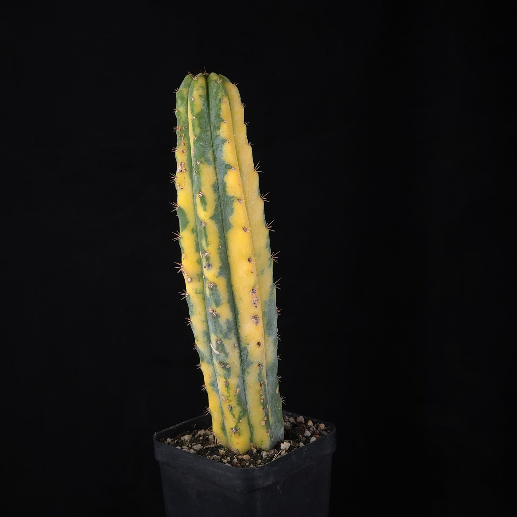 Echinopsis peruvianus f. variegata (syn. Echinopsis macrogona)