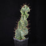 Cereus forbesii 'Spiralis'