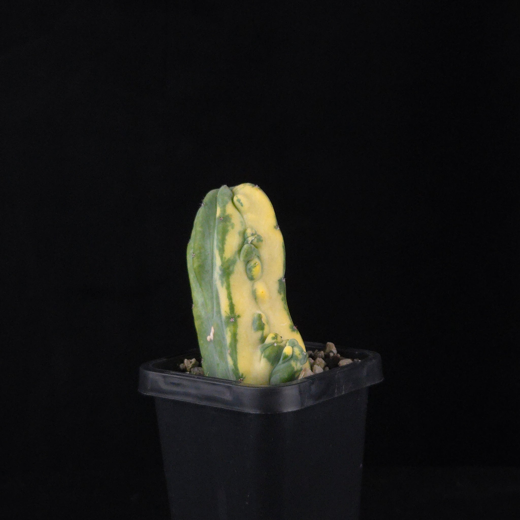 Myrtillocactus geometrizans Montrose Variegata
