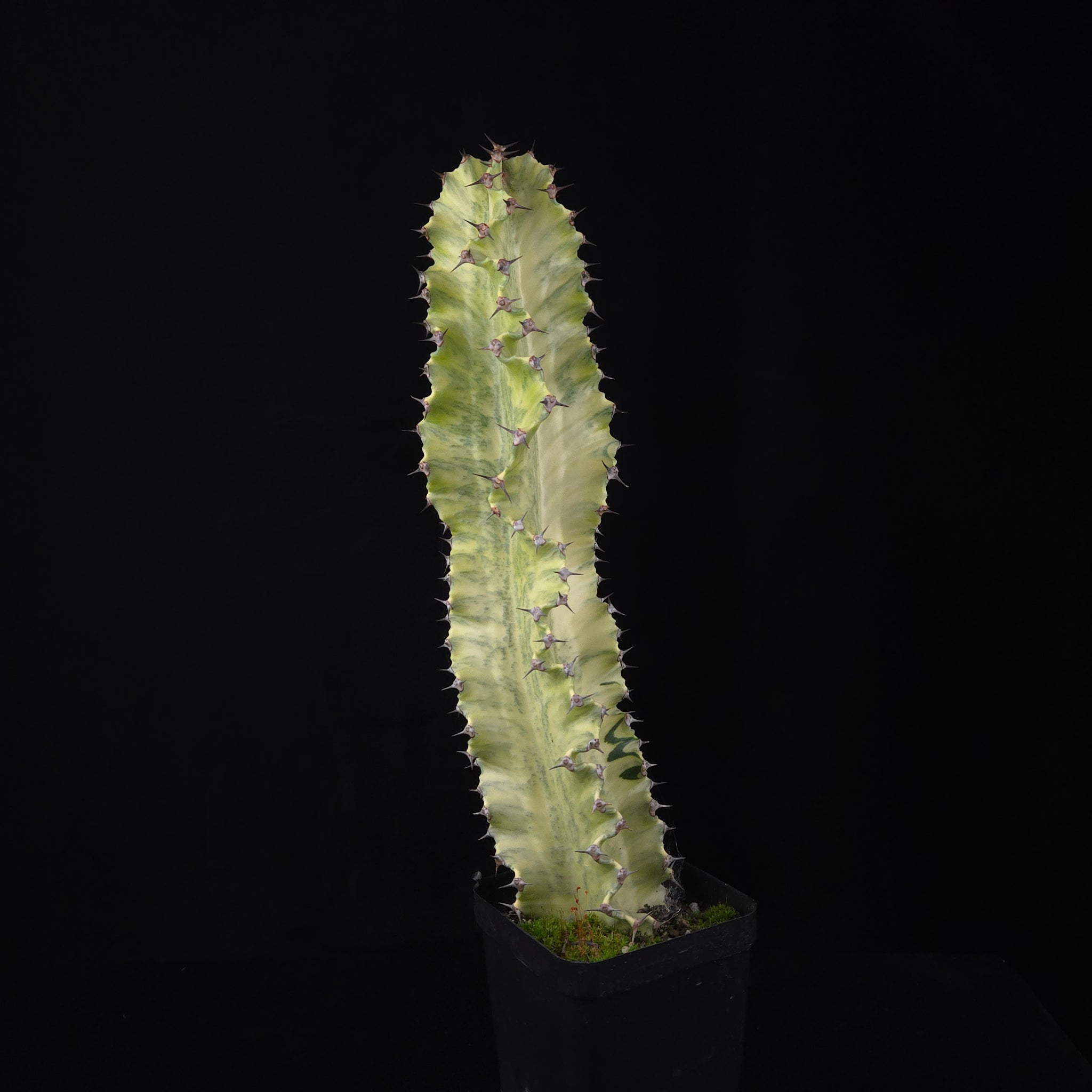 Euphorbia ammak variegata (WA Prohibited)