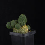 Rebutia krainziana var. inermis (syn. Rebutia pygmaea) – Mature Specimen