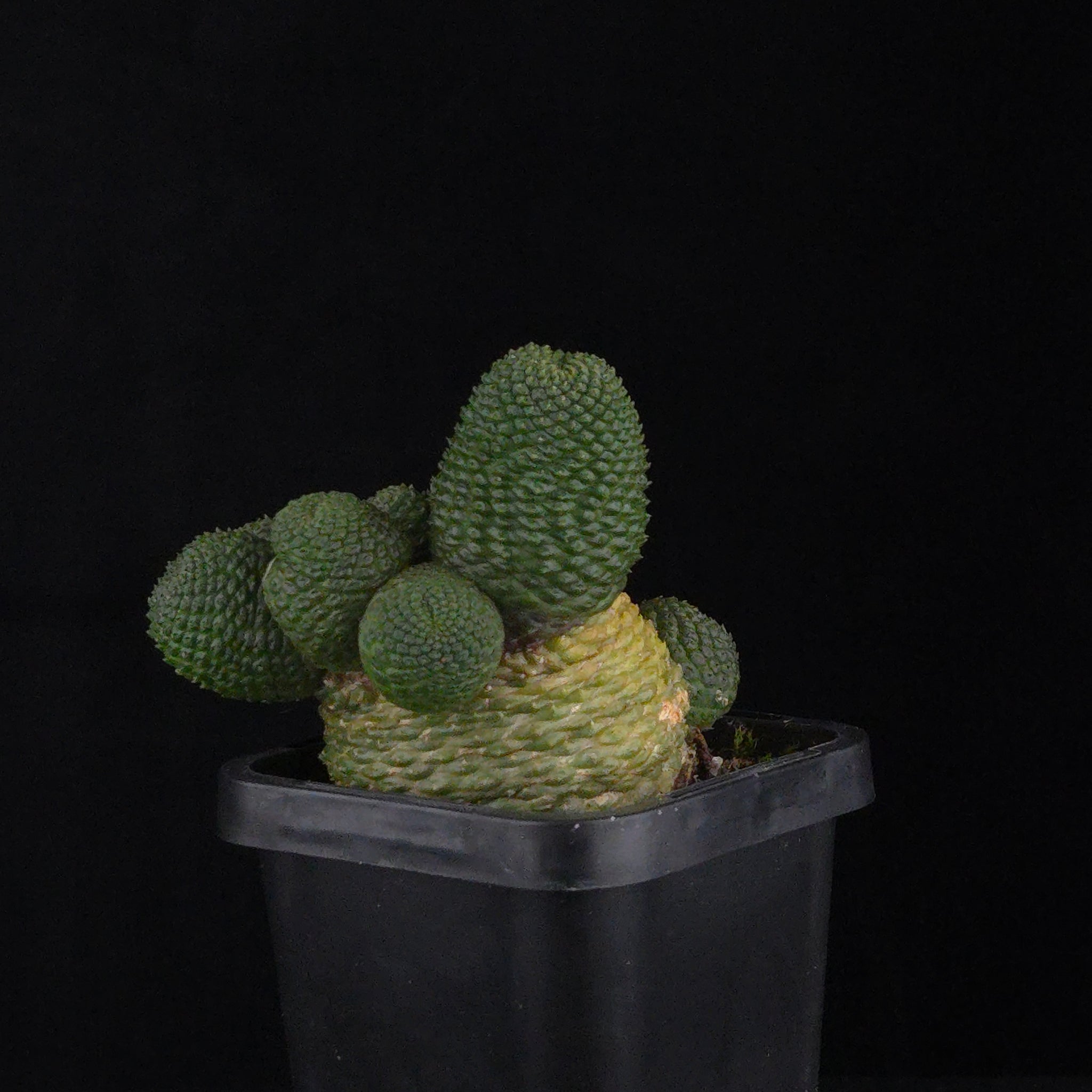 Rebutia krainziana var. inermis (syn. Rebutia pygmaea) – Mature Specimen