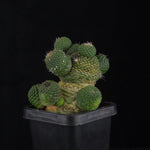 Rebutia krainziana var. inermis (syn. Rebutia pygmaea) – Mature Specimen