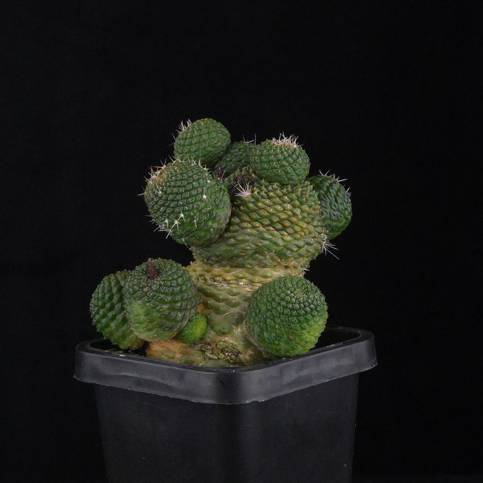Rebutia krainziana var. inermis (syn. Rebutia pygmaea) – Mature Specimen