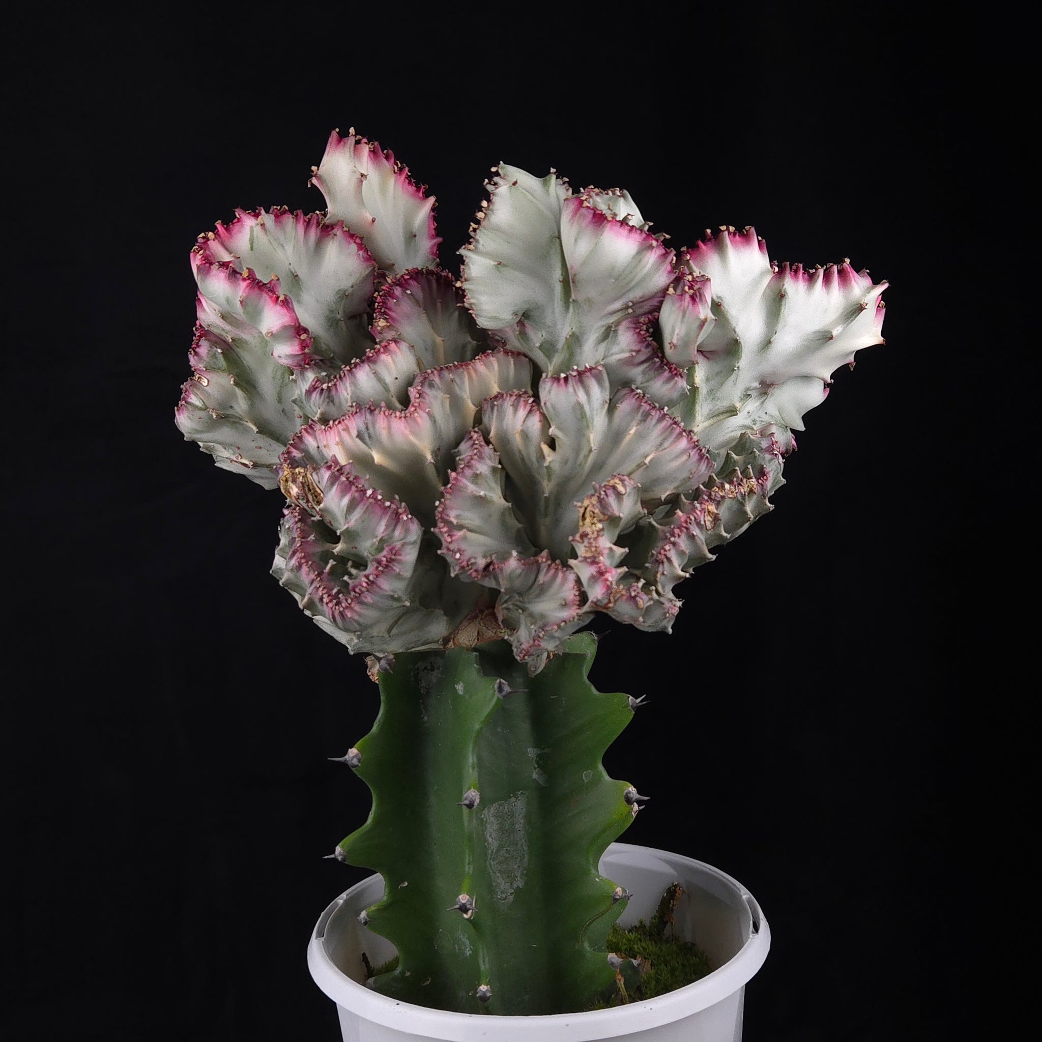 Euphorbia lactea 'Cristata Variegata' - The Coral Cactus (WA Prohibited) - One Off Specials