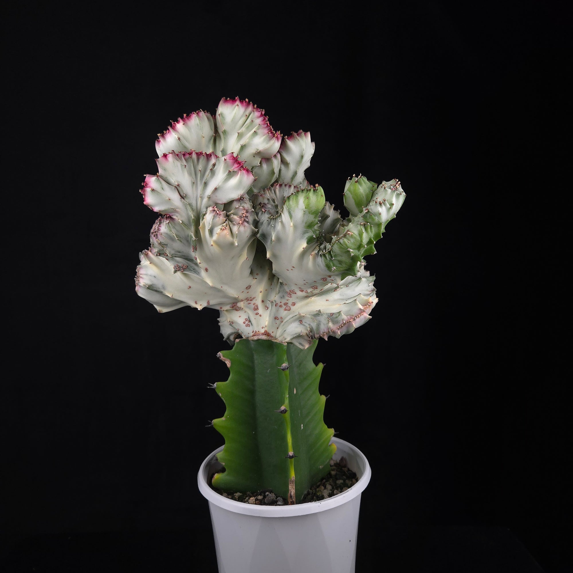 Euphorbia lactea 'Cristata Variegata' - The Coral Cactus (WA Prohibited) - One Off Specials