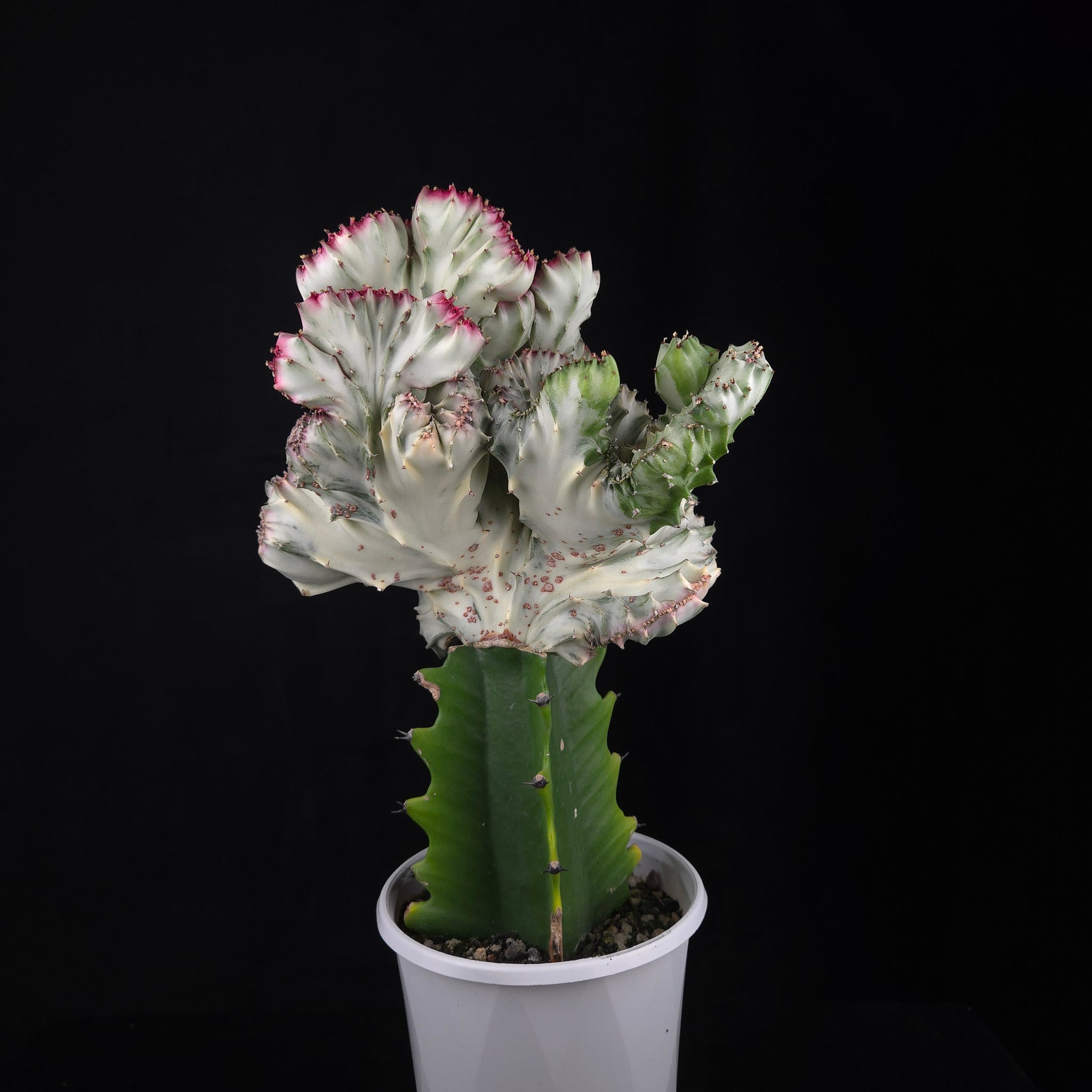 Euphorbia lactea 'Cristata Variegata' - The Coral Cactus (WA Prohibited) - One Off Specials