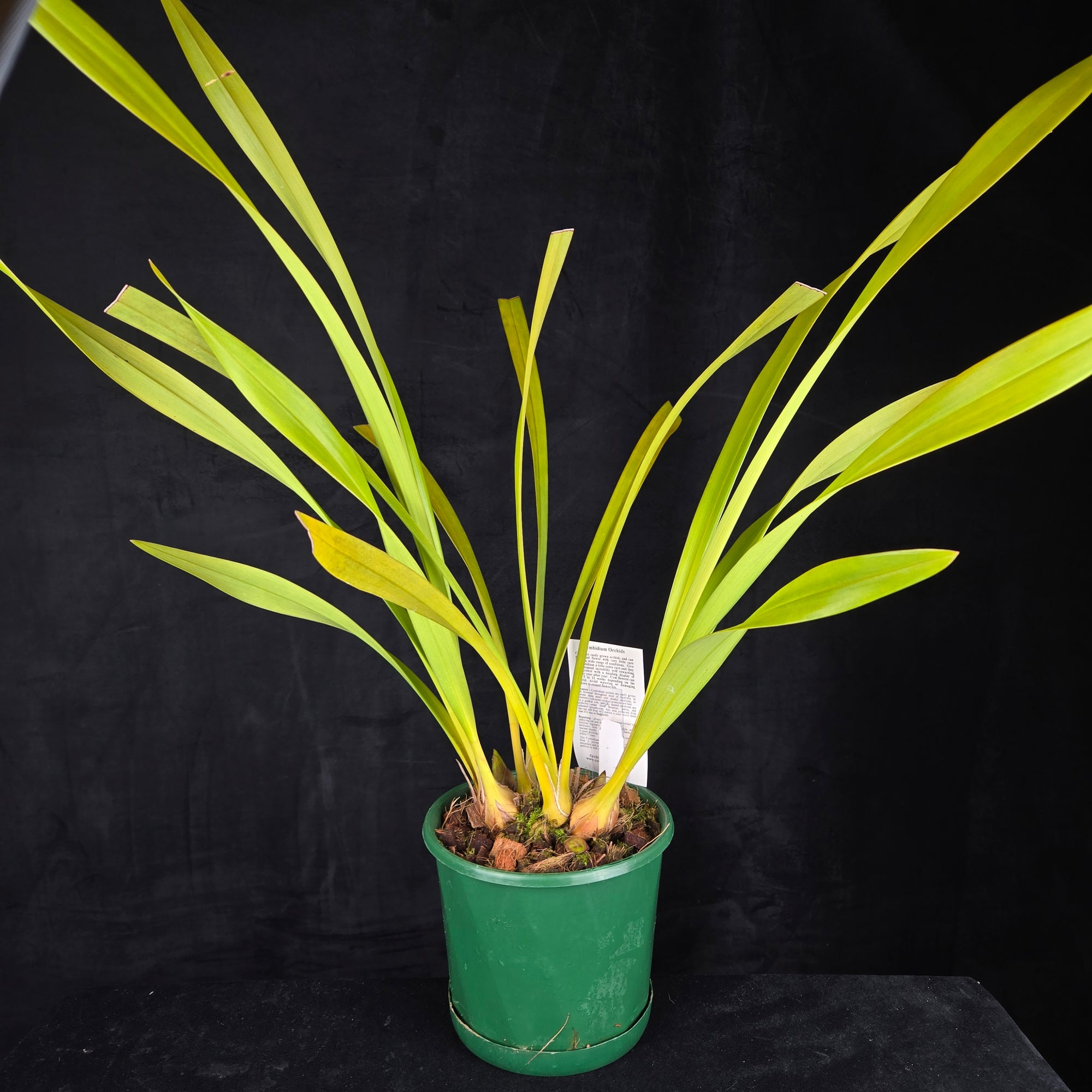 Cymbidium Mary Green 'Valencia'