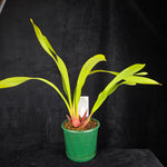 Cymbidium Kiwi Devonport 'Flying High' - In Spike Option