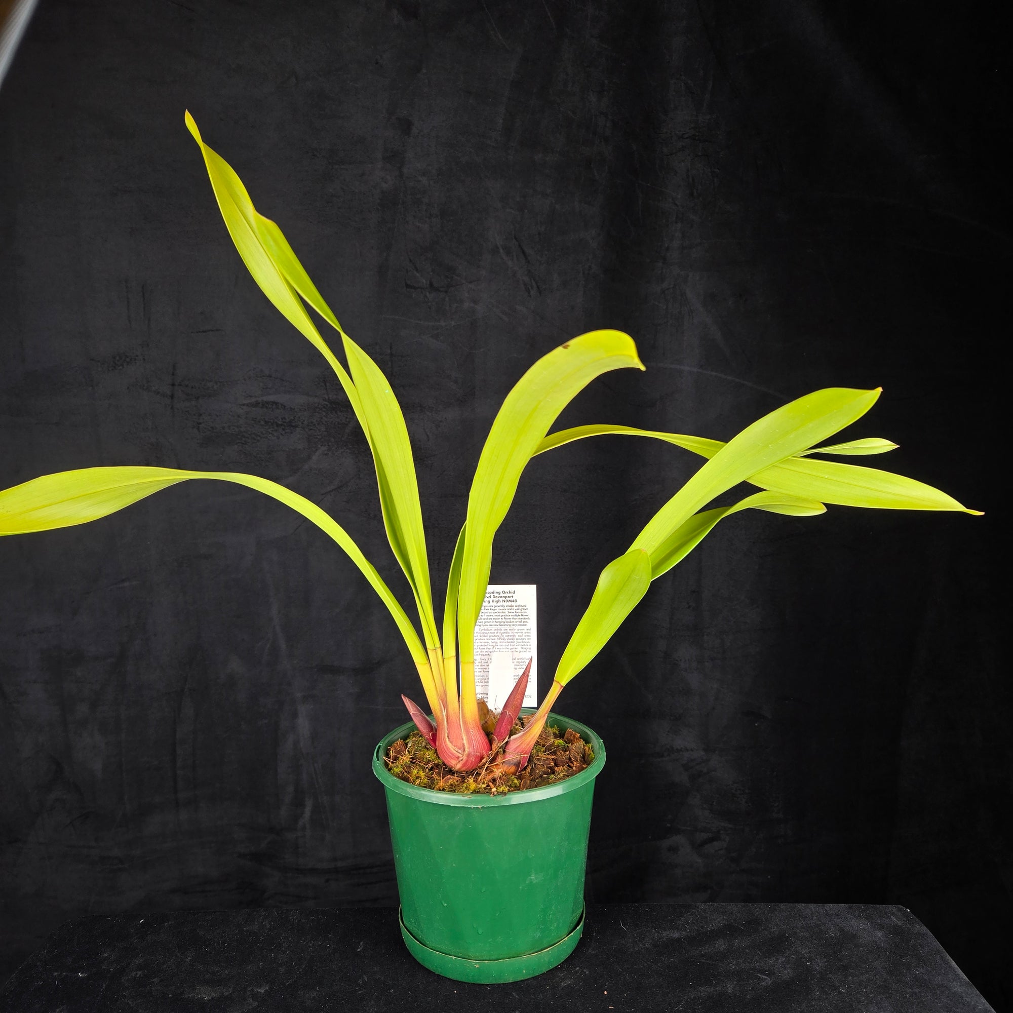 Cymbidium Kiwi Devonport 'Flying High'