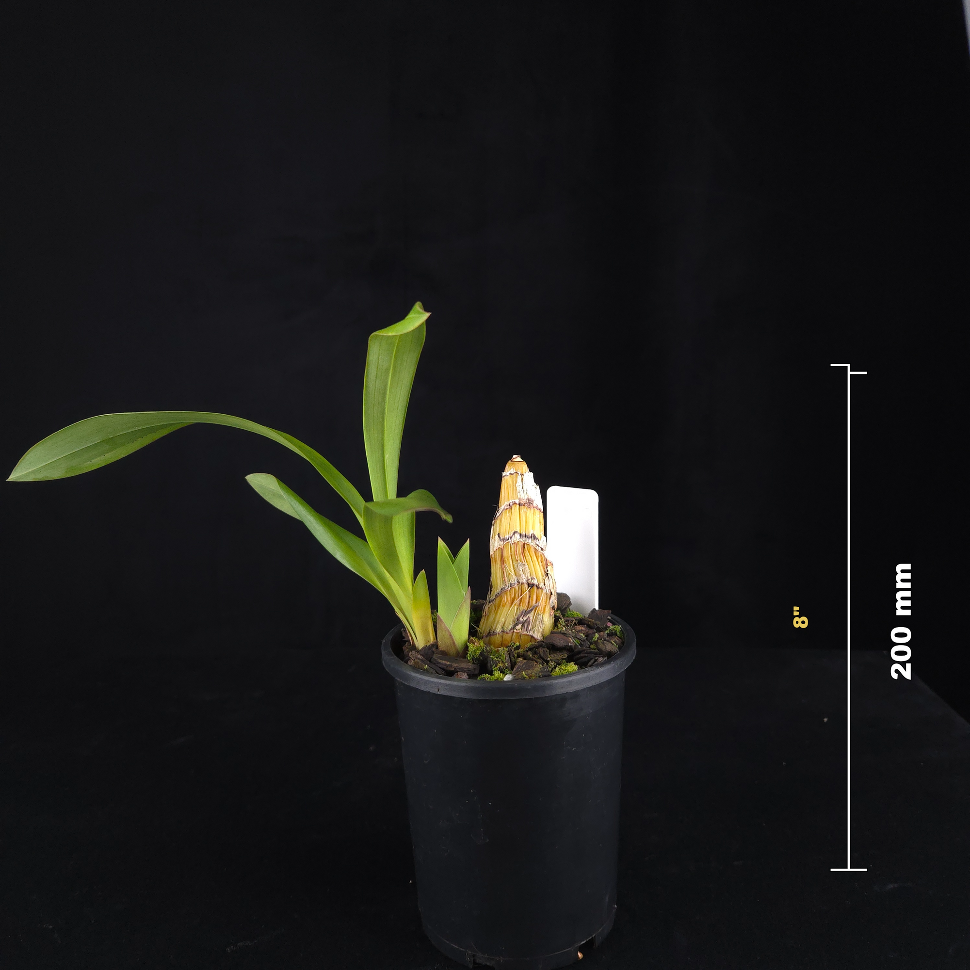 Cymbidium (Splatters × devonianum) 'Boots'