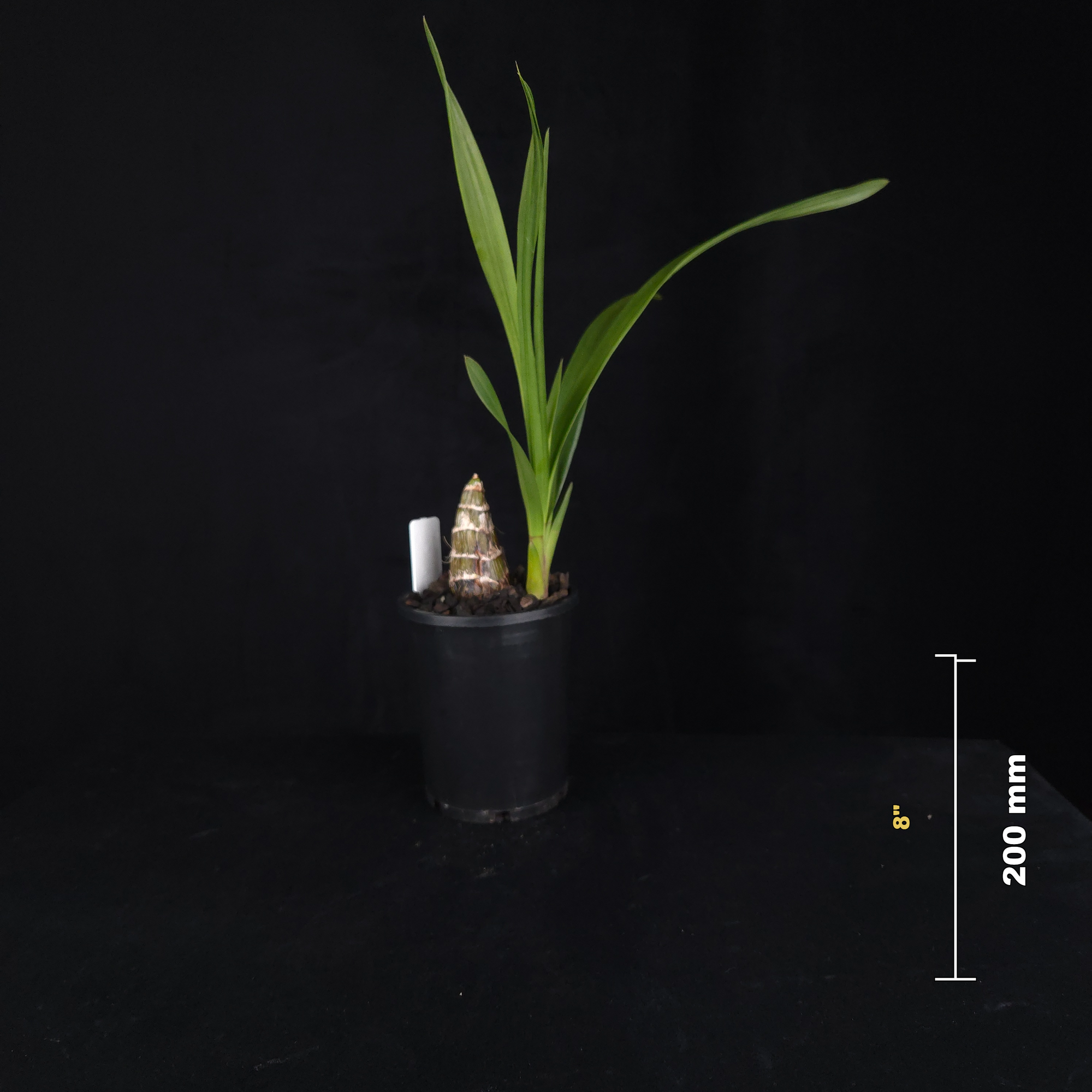 Cymbidium (Jumbuck 'Wendy Wills' × Last Tango 'Geyserland') 'Delightful'