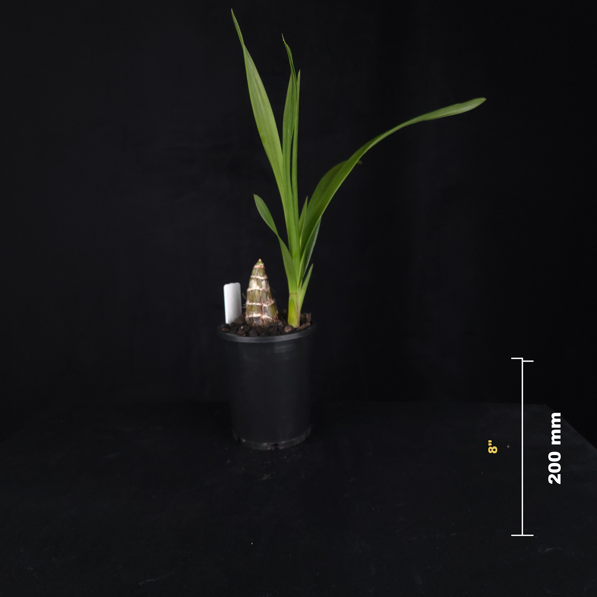 Cymbidium (Jumbuck 'Wendy Wills' × Last Tango 'Geyserland') 'Delightful'