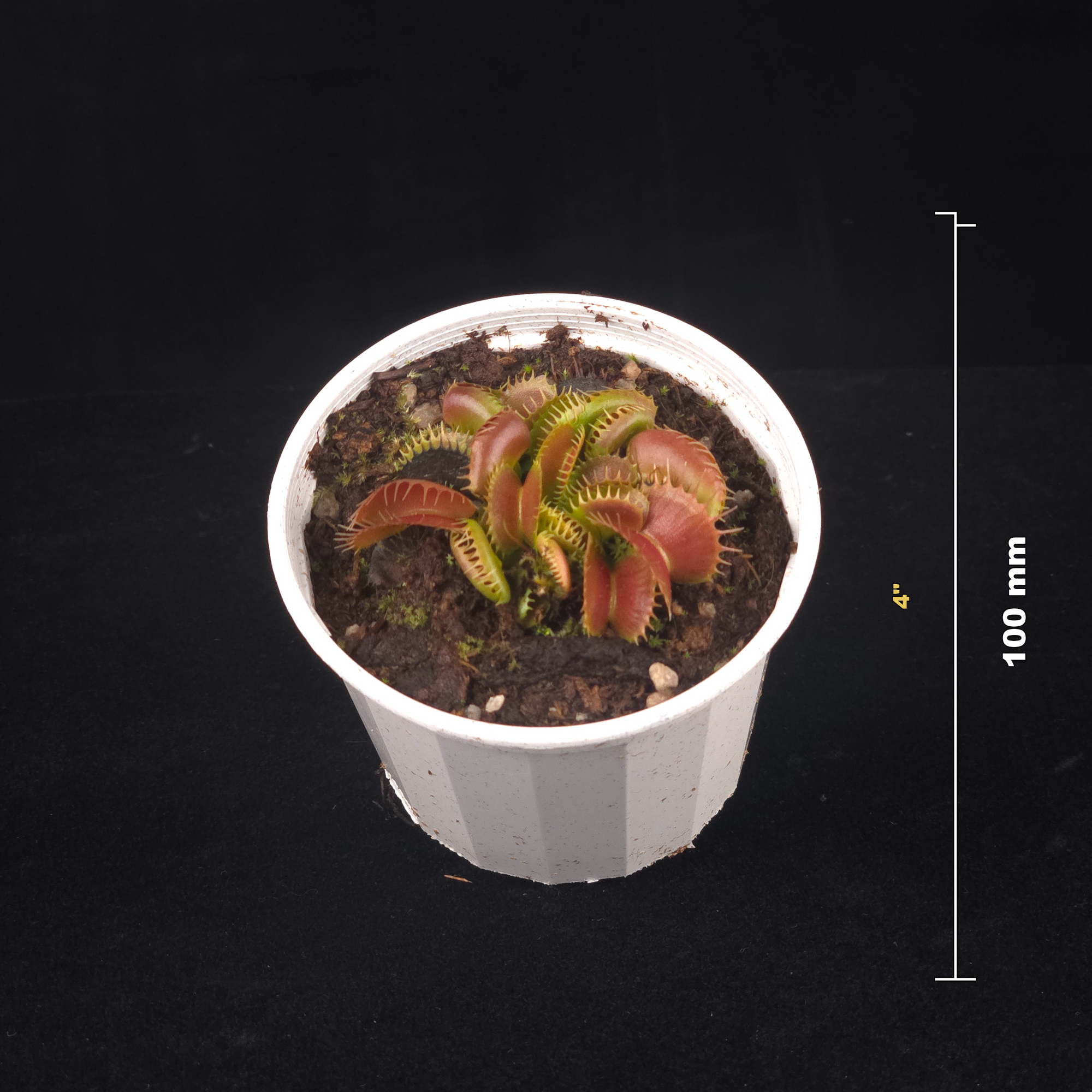 Dionaea muscipula 'Bloody Nurse' – Winter Dormant - Venus Flytrap