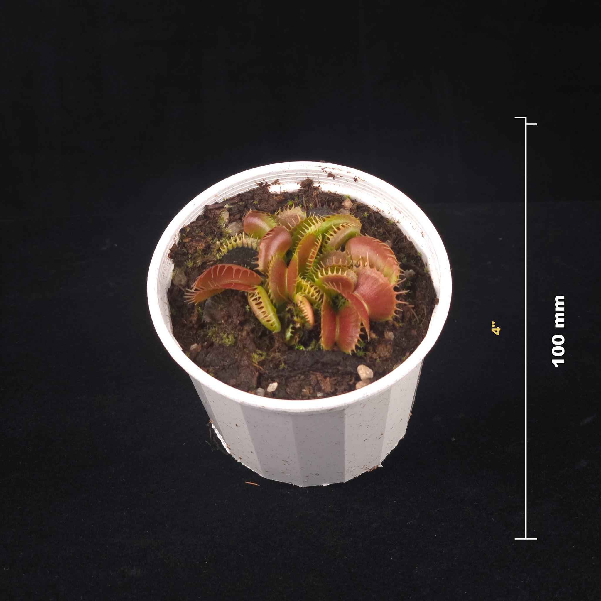 Dionaea muscipula 'Bloody Nurse' – Winter Dormant - Venus Flytrap