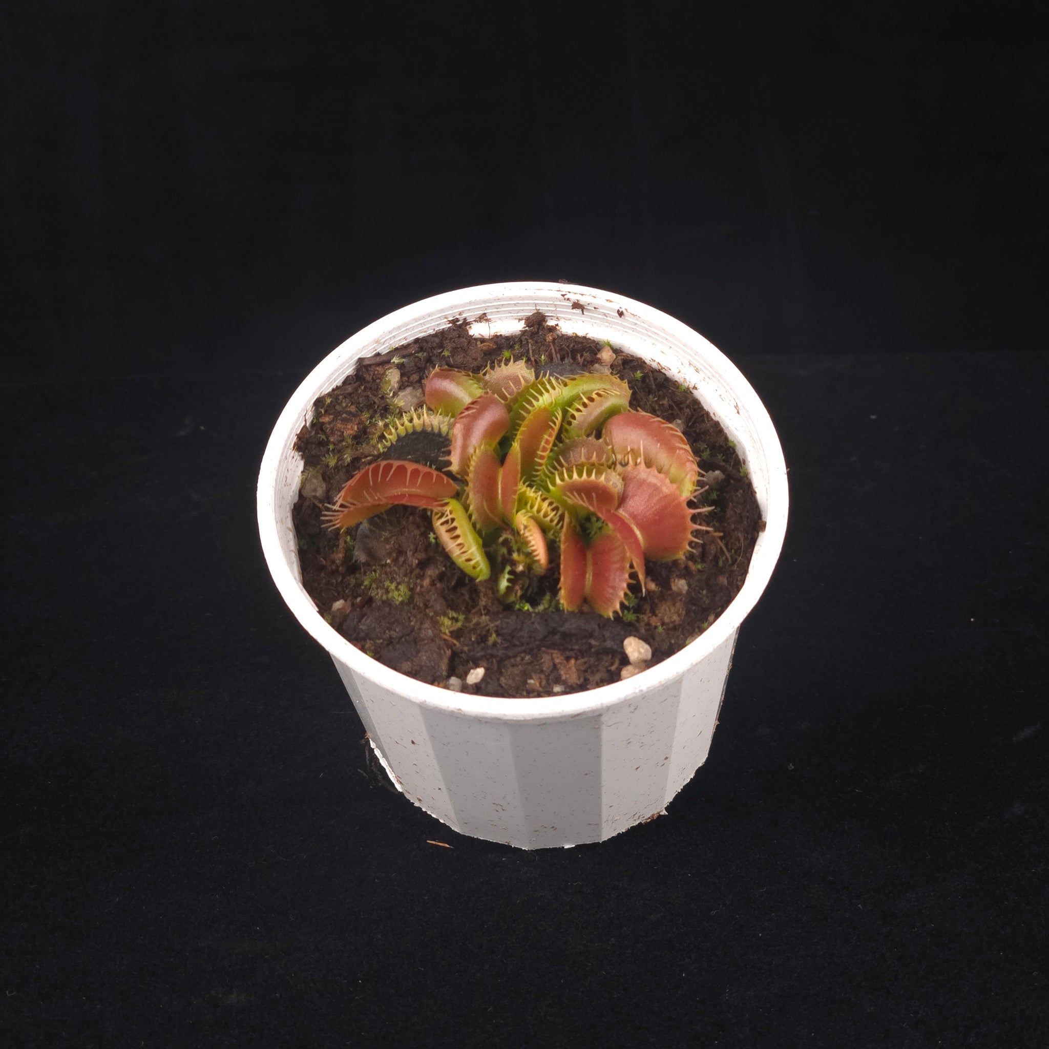 Dionaea muscipula 'Bloody Nurse' – Winter Dormant - Venus Flytrap