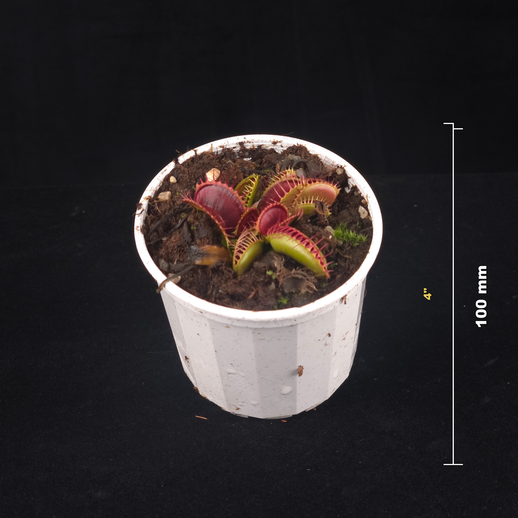 Dionaea muscipula 'Chest Hair' – Winter Dormant Venus Flytrap