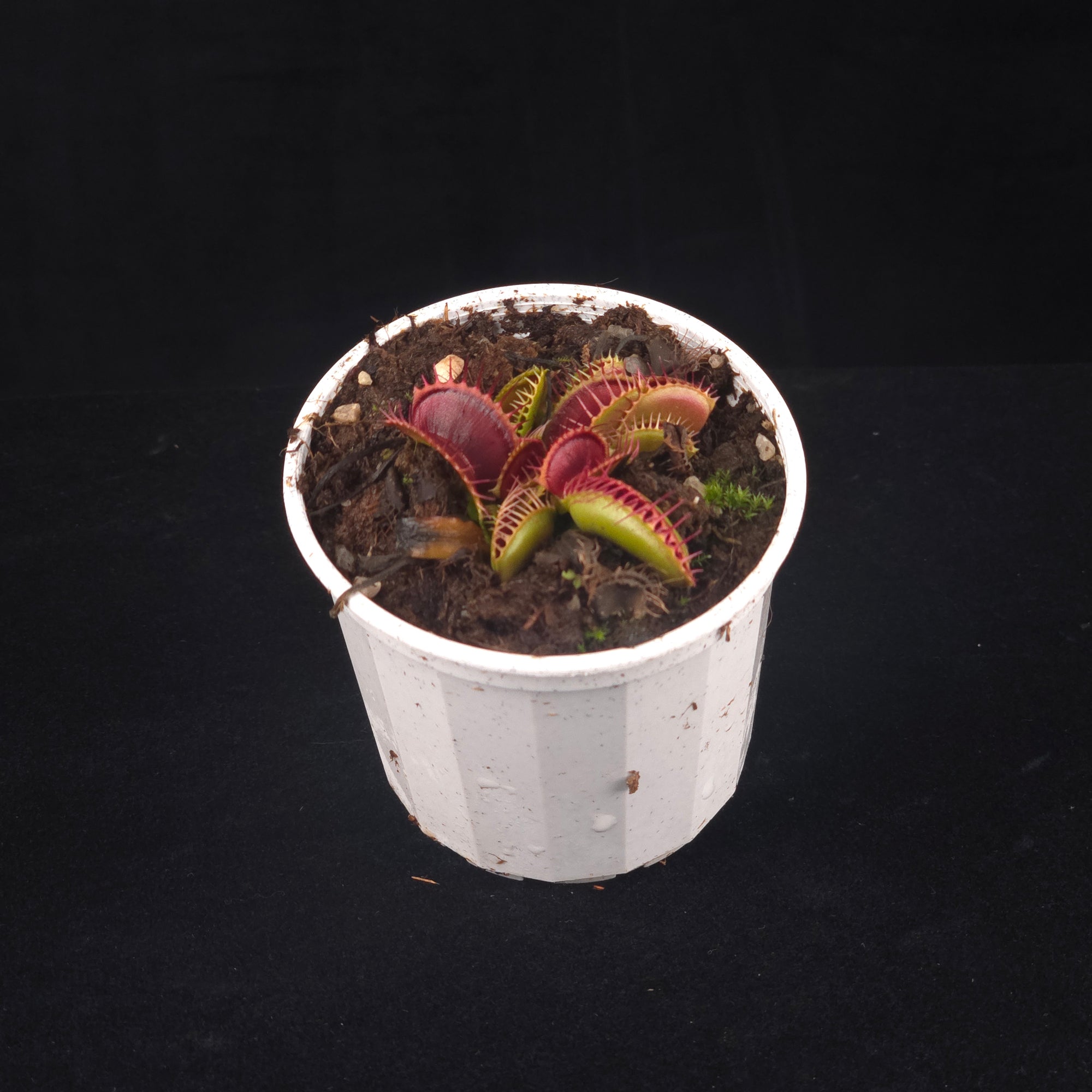 Dionaea muscipula 'Chest Hair' – Winter Dormant Venus Flytrap