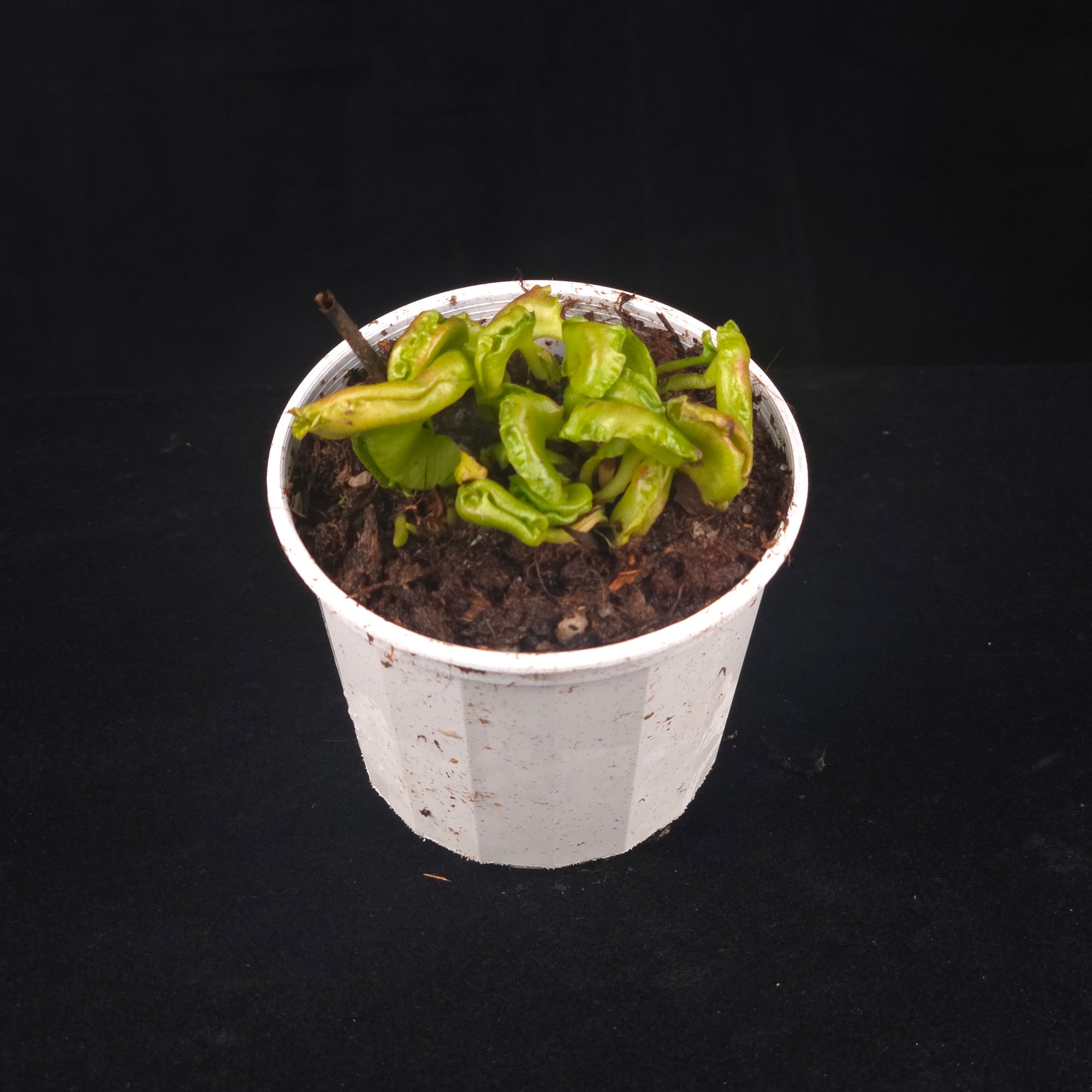 Dionaea muscipula 'Shell Tooth' - Venus Fly Trap (Rare Clone)
