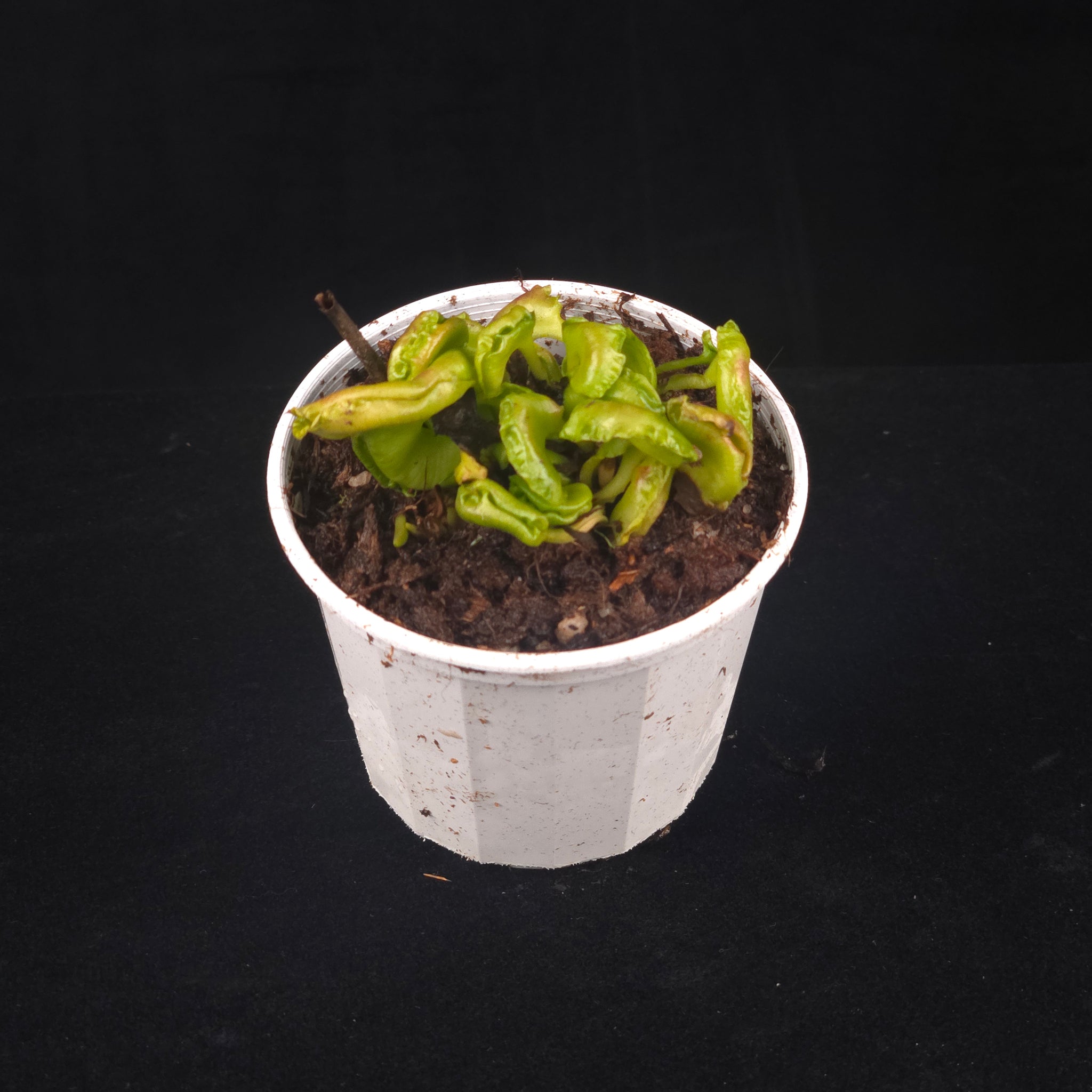 Dionaea muscipula 'Shell Tooth' - Venus Fly Trap (Rare Clone)