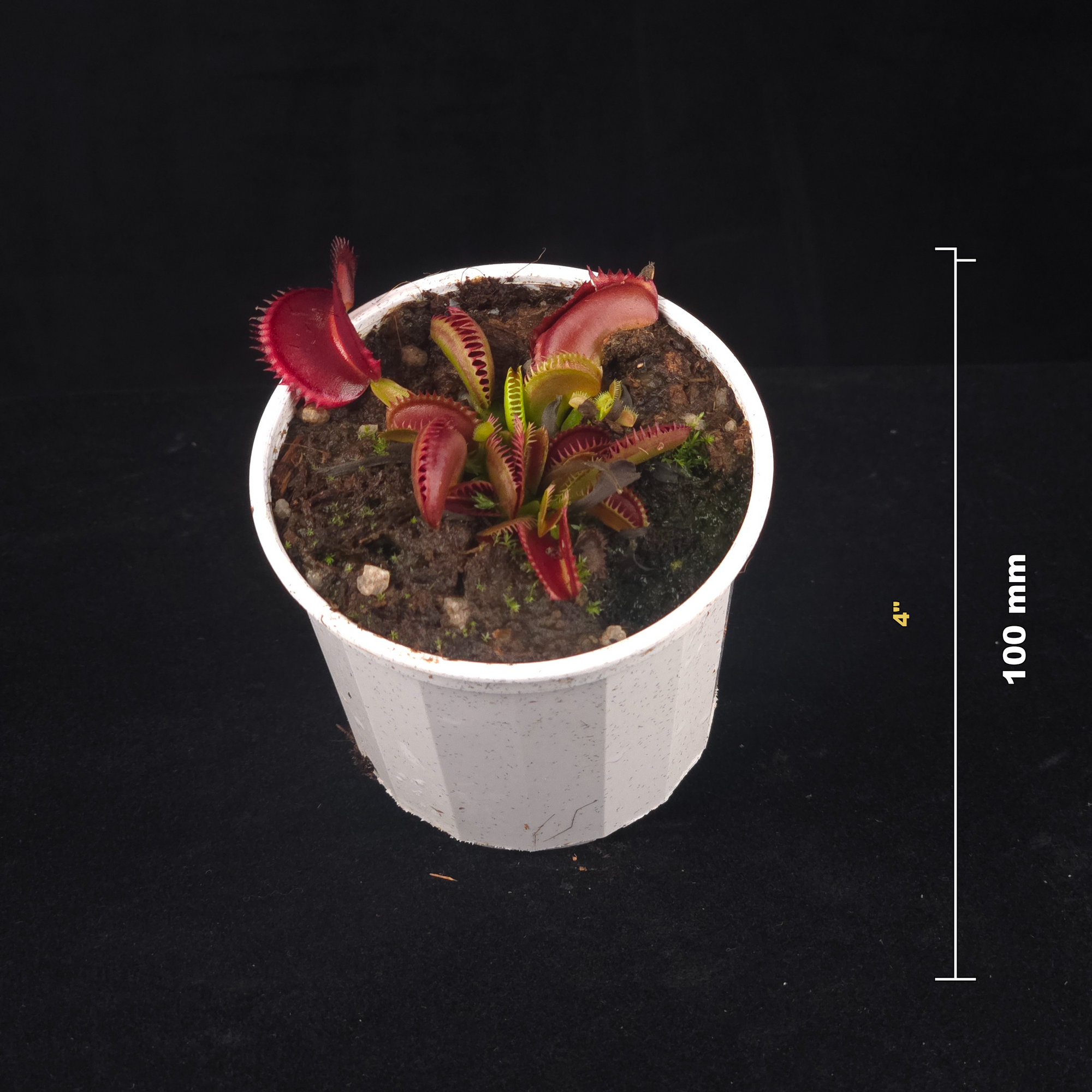 Dionaea muscipula 'Fake Dracula' – Winter Dormant - Venus Flytrap