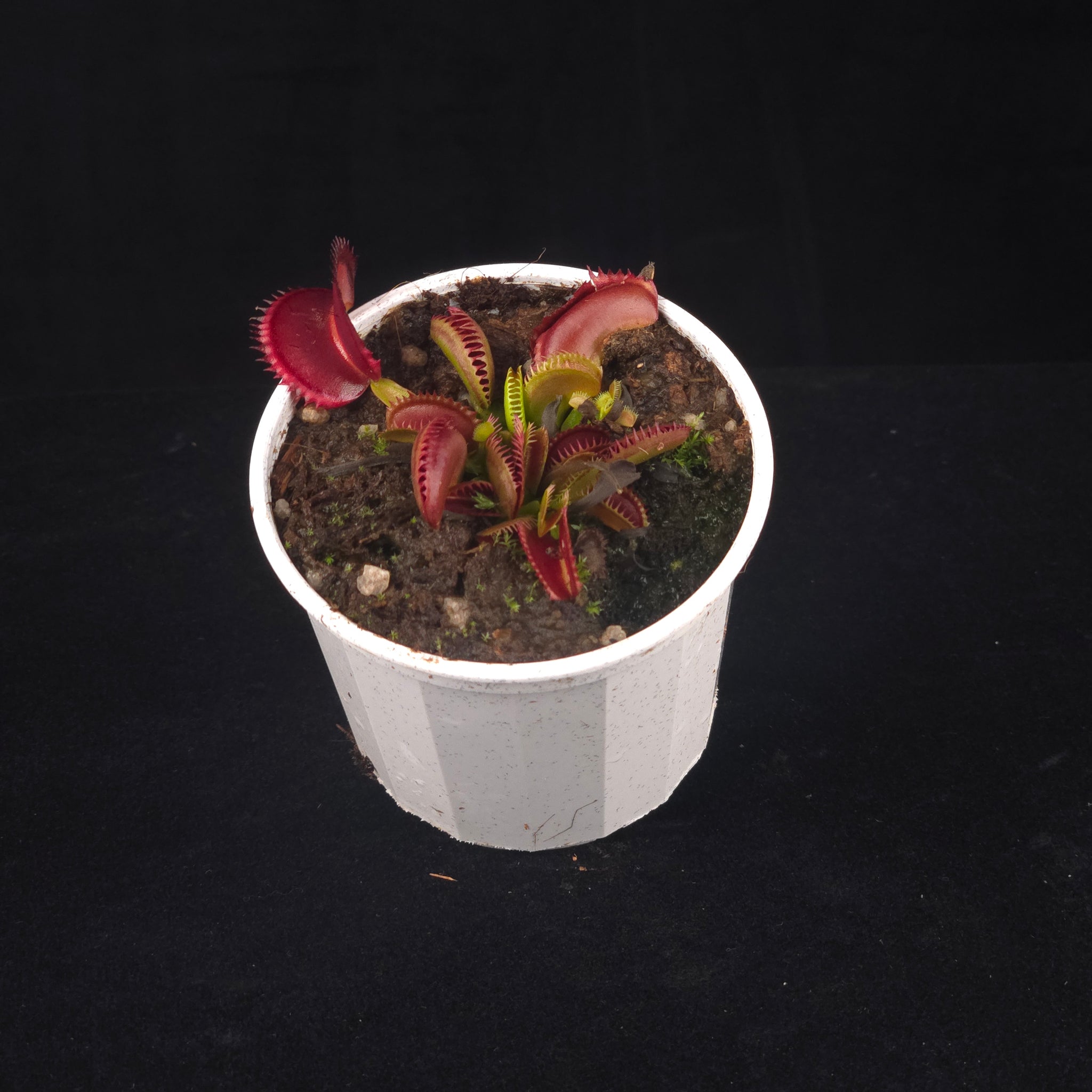 Dionaea muscipula 'Fake Dracula' – Winter Dormant - Venus Flytrap