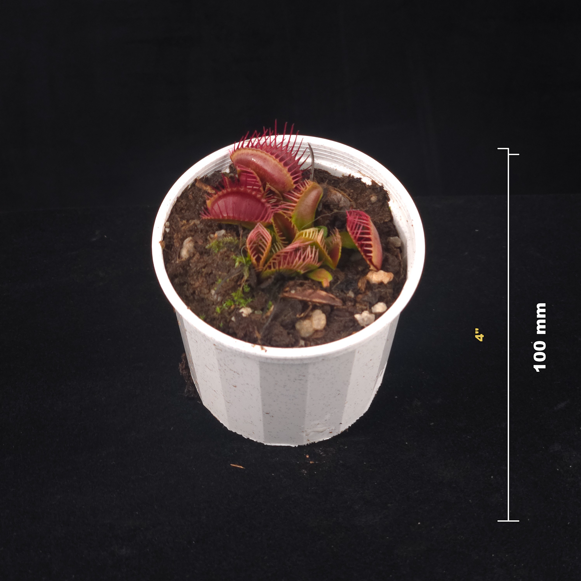 Dionaea muscipula 'Trichterfalle' – Winter Dormant Venus Flytrap