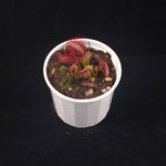 Dionaea muscipula 'Trichterfalle' – Winter Dormant Venus Flytrap