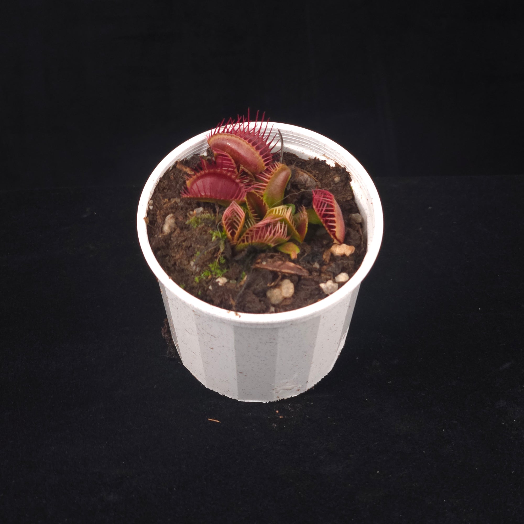 Dionaea muscipula 'Trichterfalle' – Winter Dormant Venus Flytrap