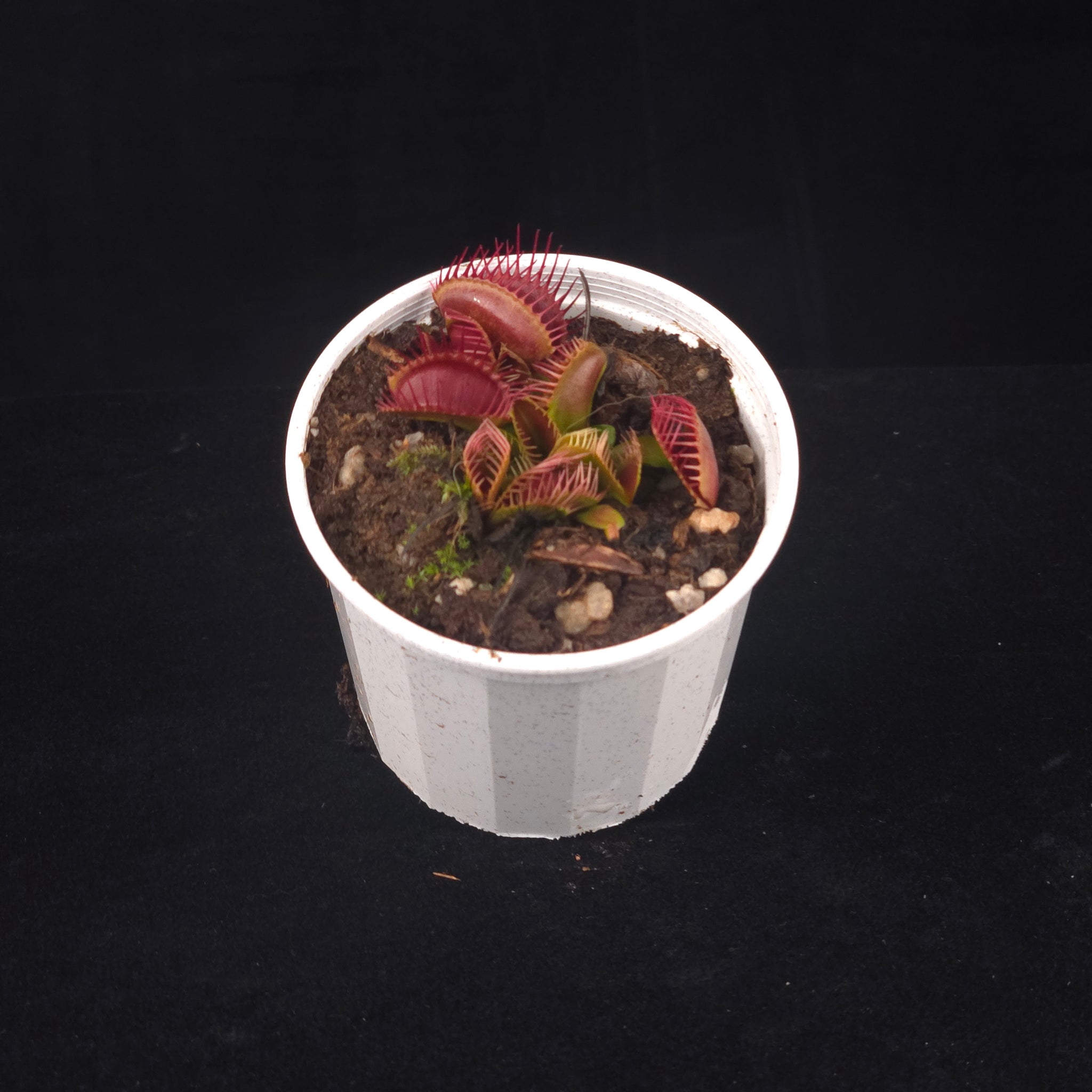 Dionaea muscipula 'Trichterfalle' – Winter Dormant Venus Flytrap