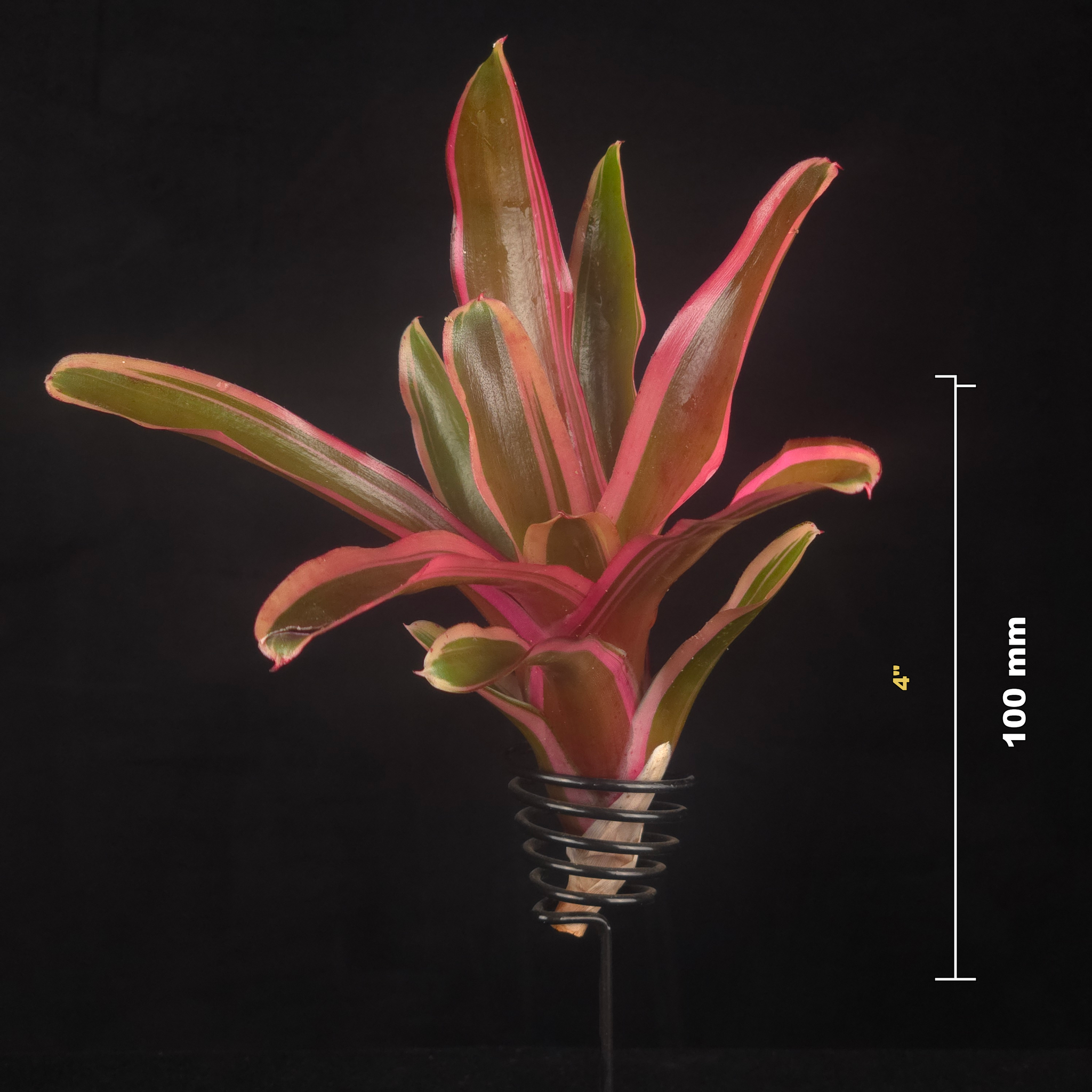 Neoregelia Tiny Tot Fireball 'Lyda's Pride'