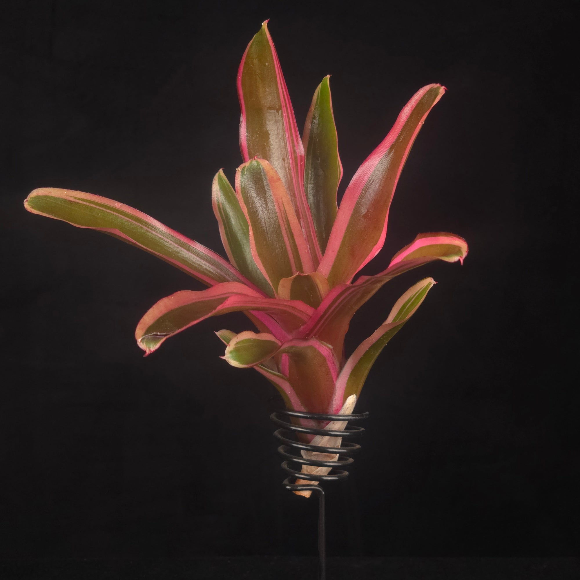 Neoregelia Tiny Tot Fireball 'Lyda's Pride'