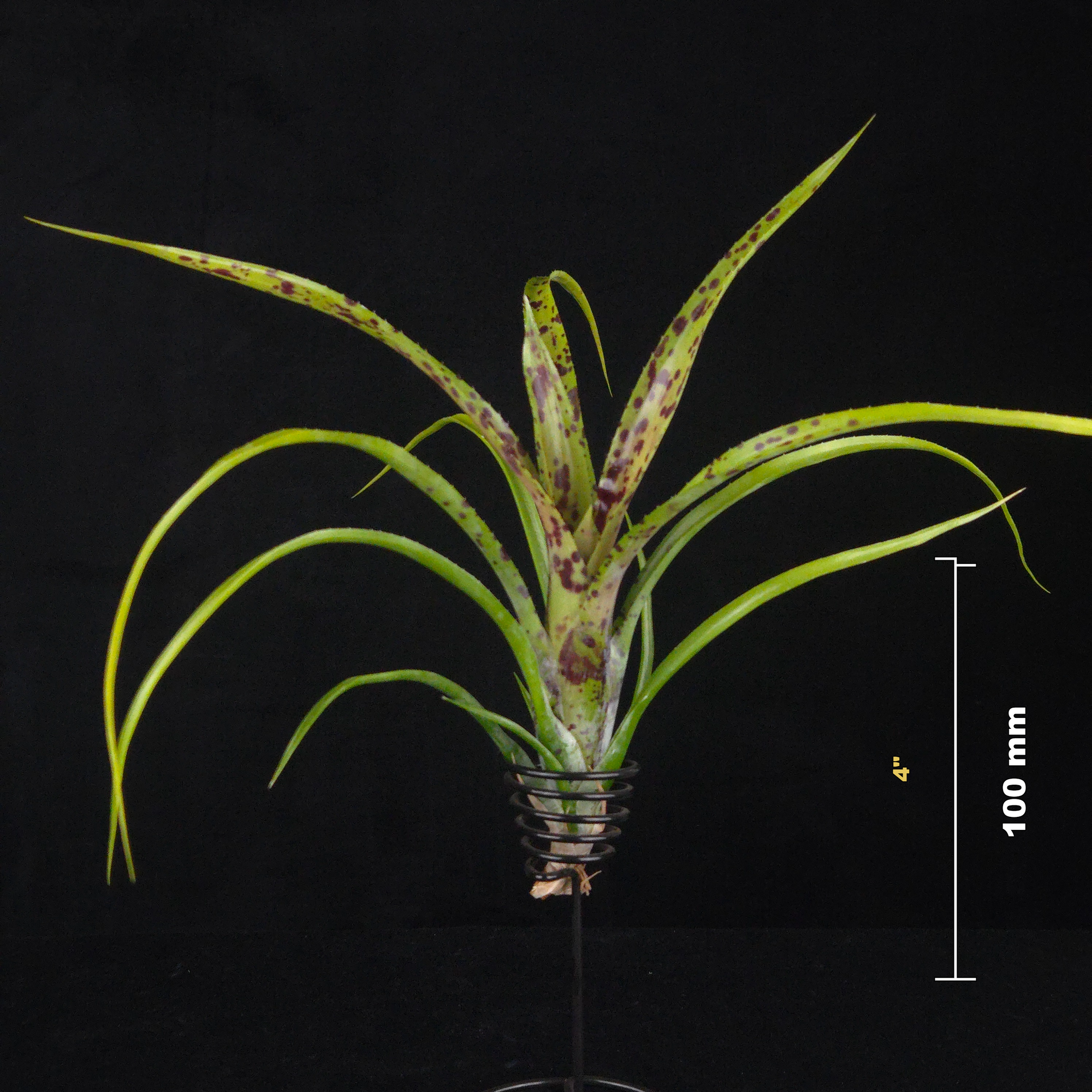 Neoregelia Tiny Tot pauciflora