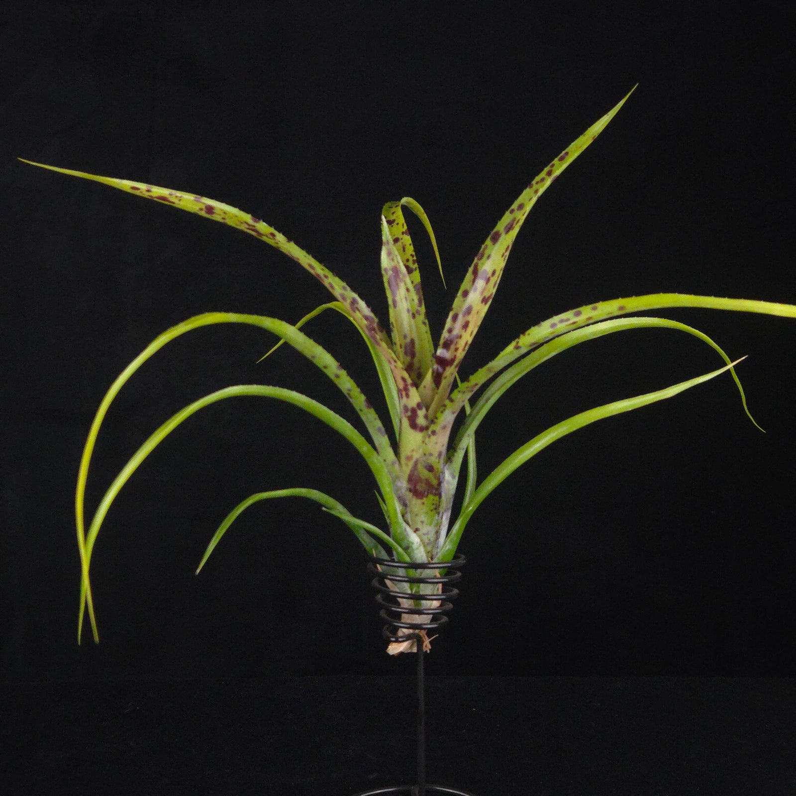 Neoregelia Tiny Tot pauciflora