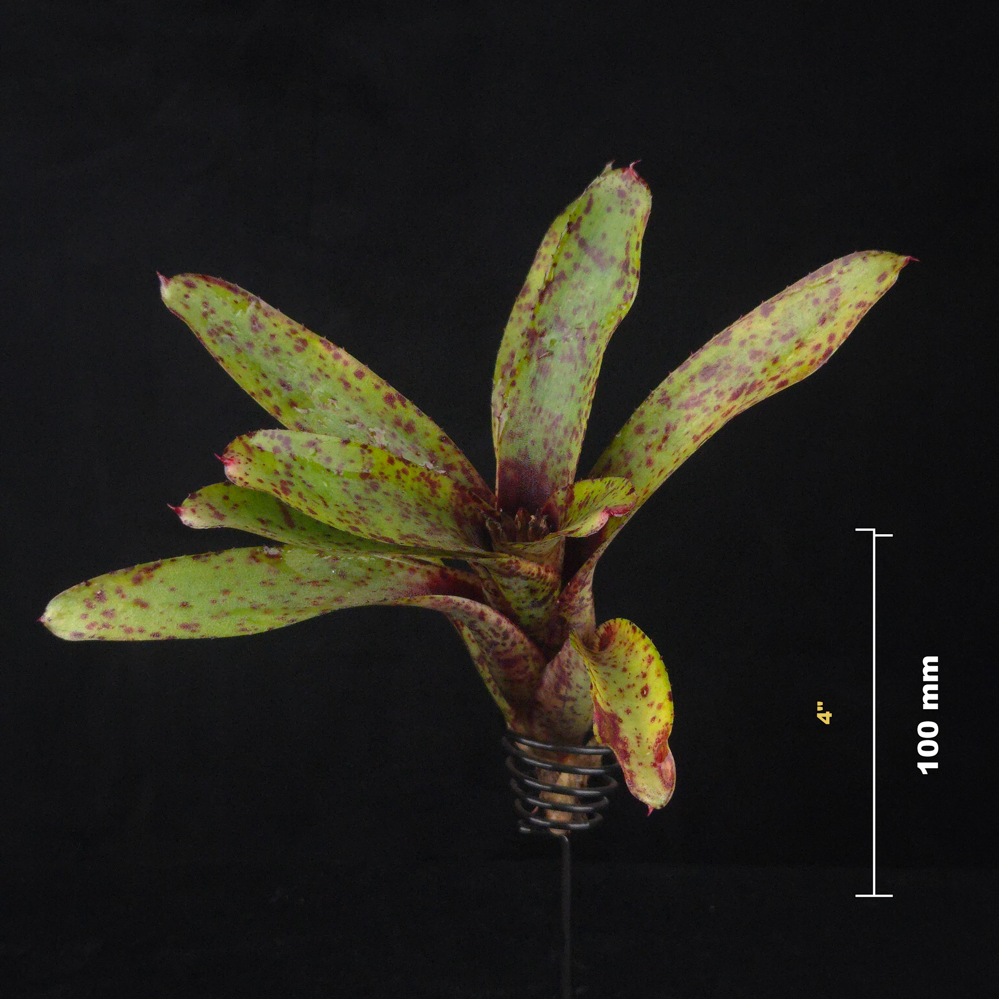 Neoregelia Tiny Tot ‘Red Spotted’ Mini Hybrid Bromeliad