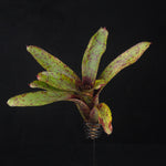 Neoregelia Tiny Tot ‘Red Spotted’ Mini Hybrid Bromeliad
