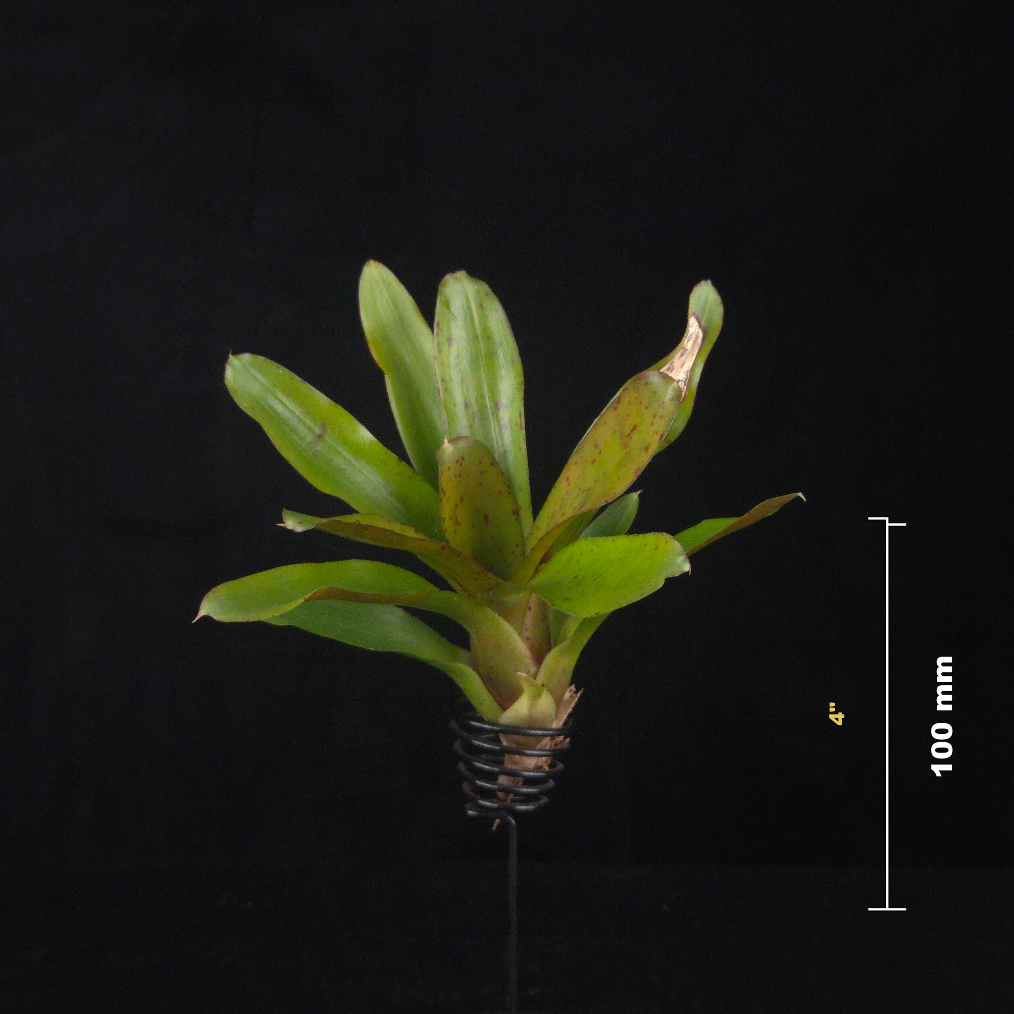 Neoregelia Tiny Tot 'Chiquita Linda' Mini Hybrid Bromeliad