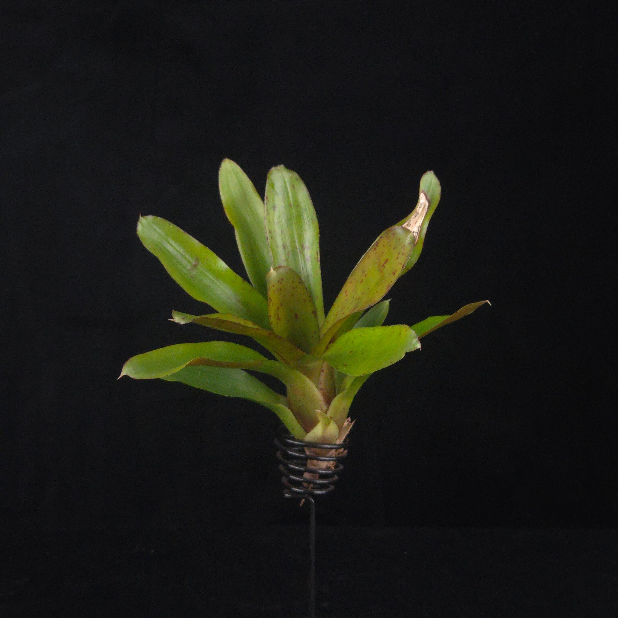 Neoregelia Tiny Tot 'Chiquita Linda' Mini Hybrid Bromeliad