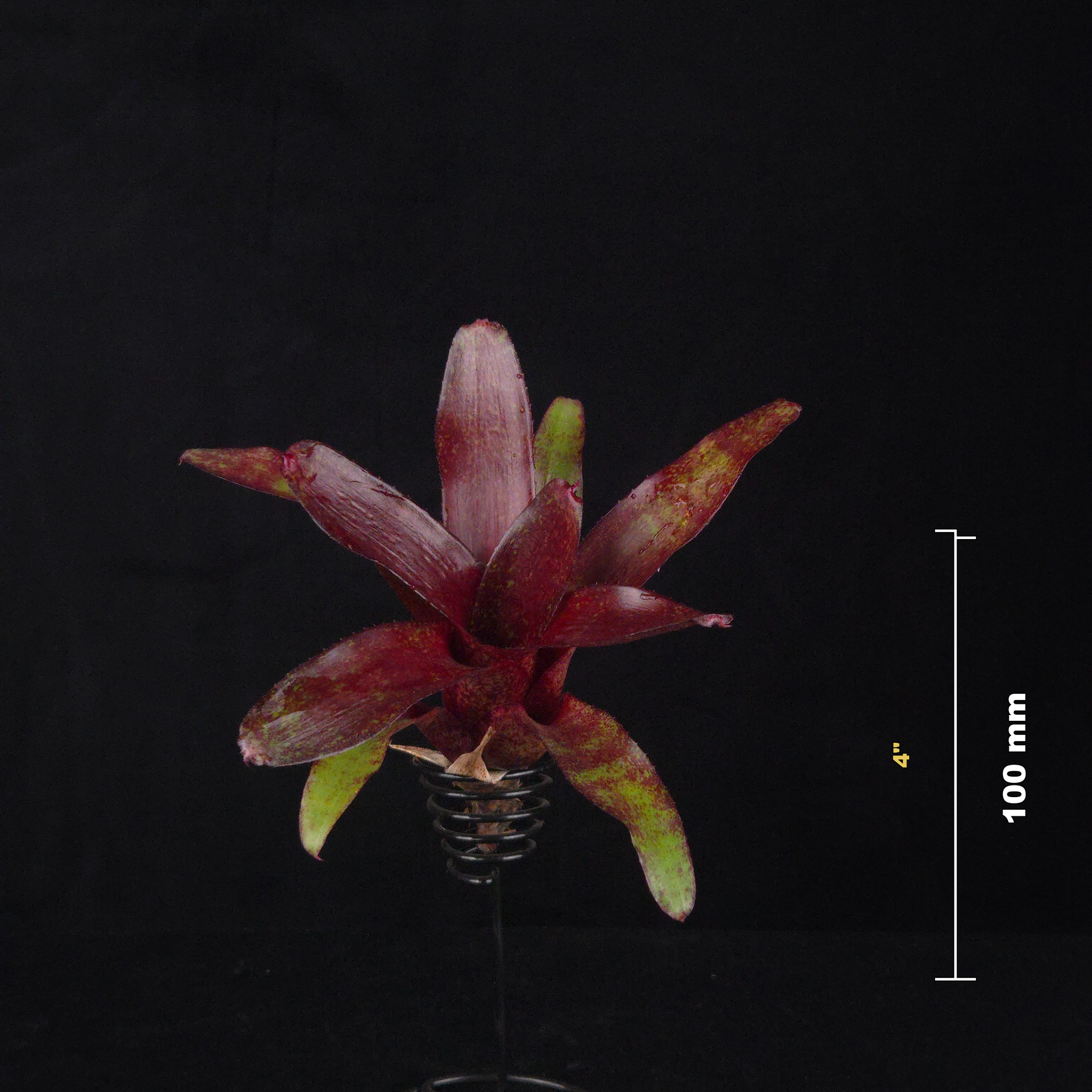 Neoregelia Tiny Tot 'Red' Mini Hybrid Bromeliad
