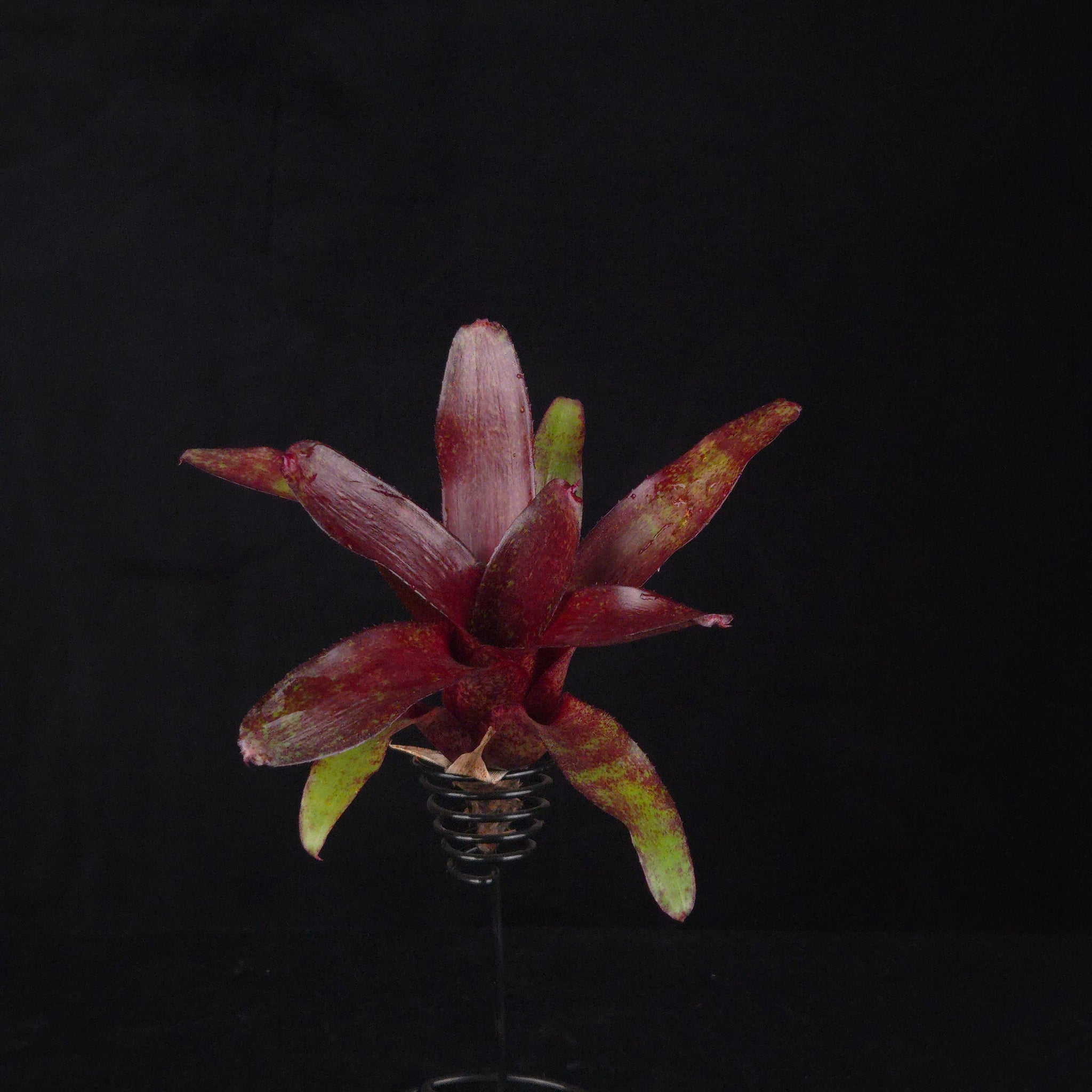 Neoregelia Tiny Tot 'Red' Mini Hybrid Bromeliad