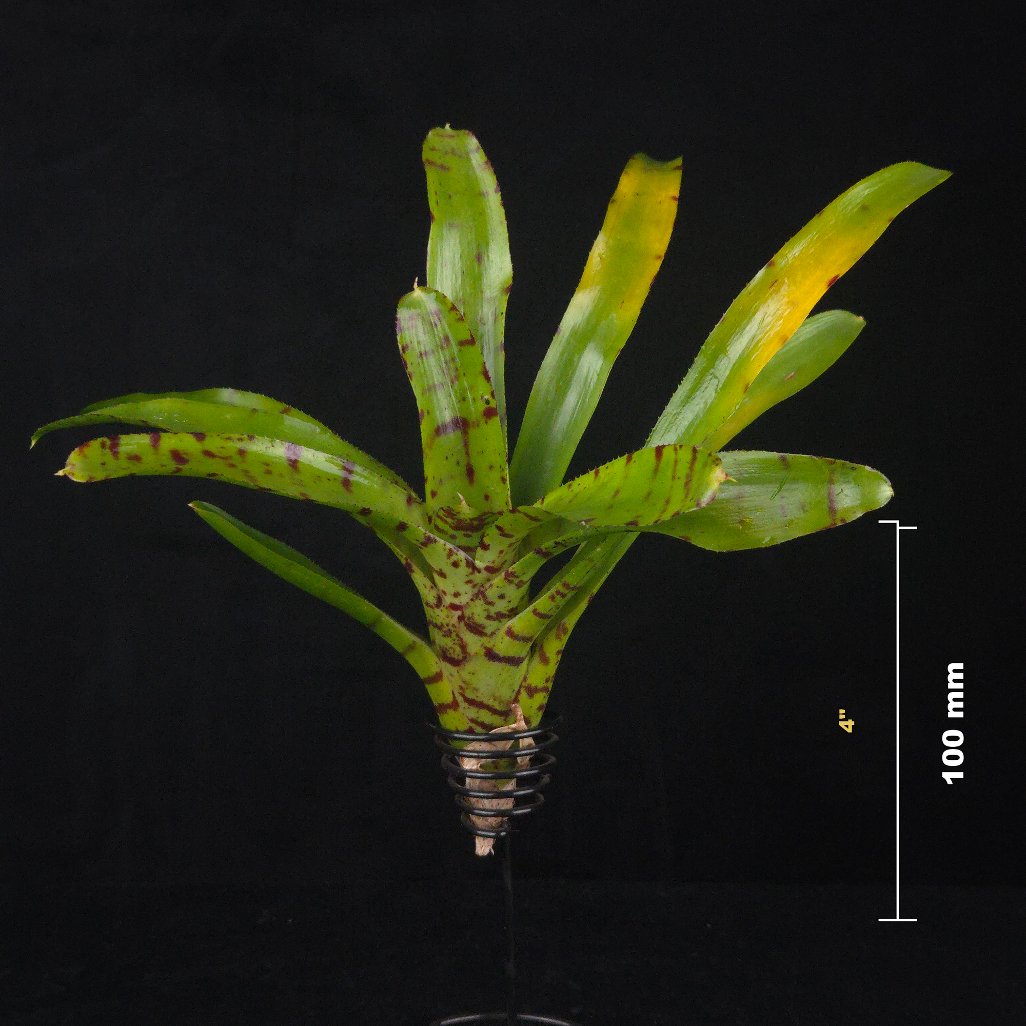 Neoregelia Tiny Tot ' Red Striped' Mini Hybrid Bromeliad