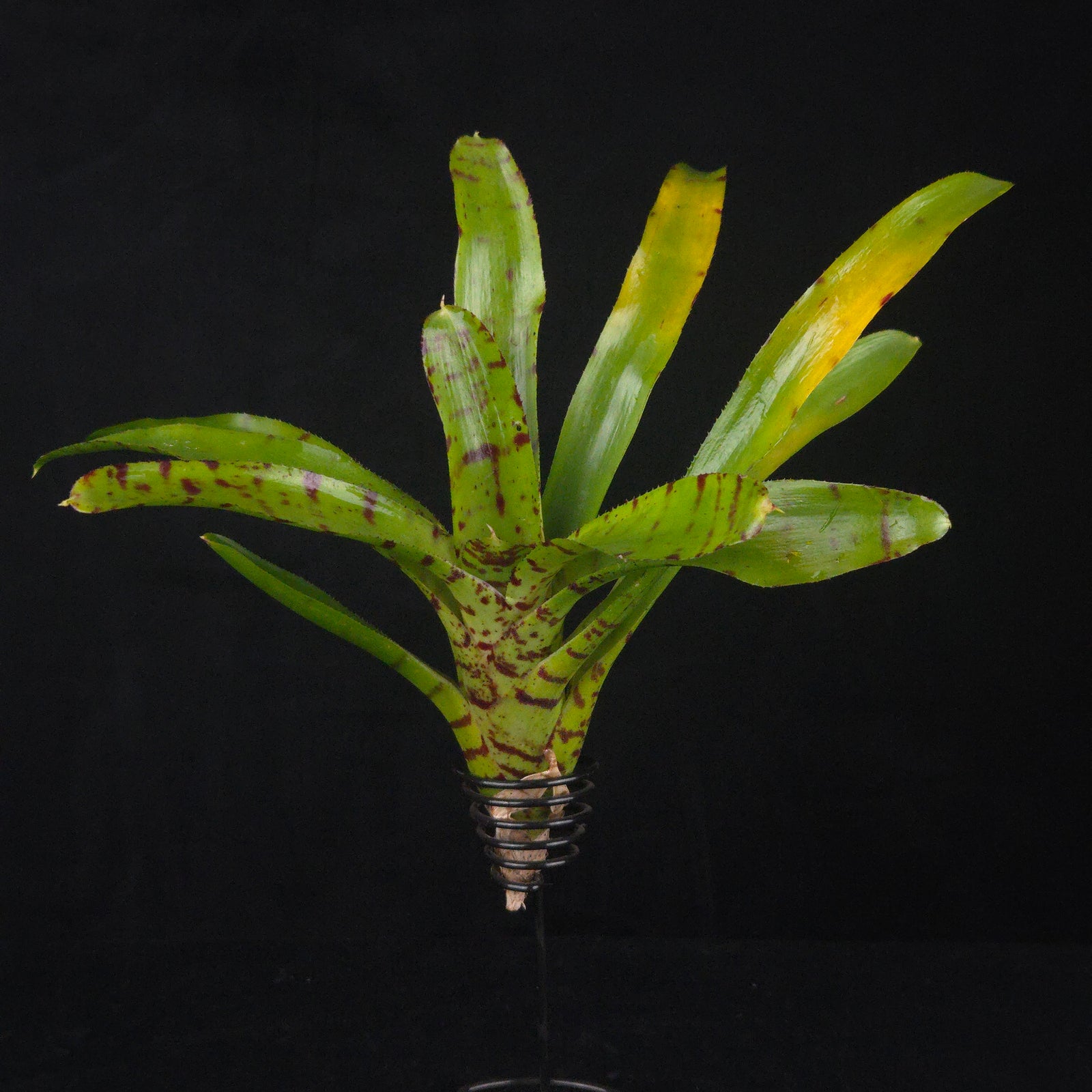 Neoregelia Tiny Tot ' Red Striped' Mini Hybrid Bromeliad