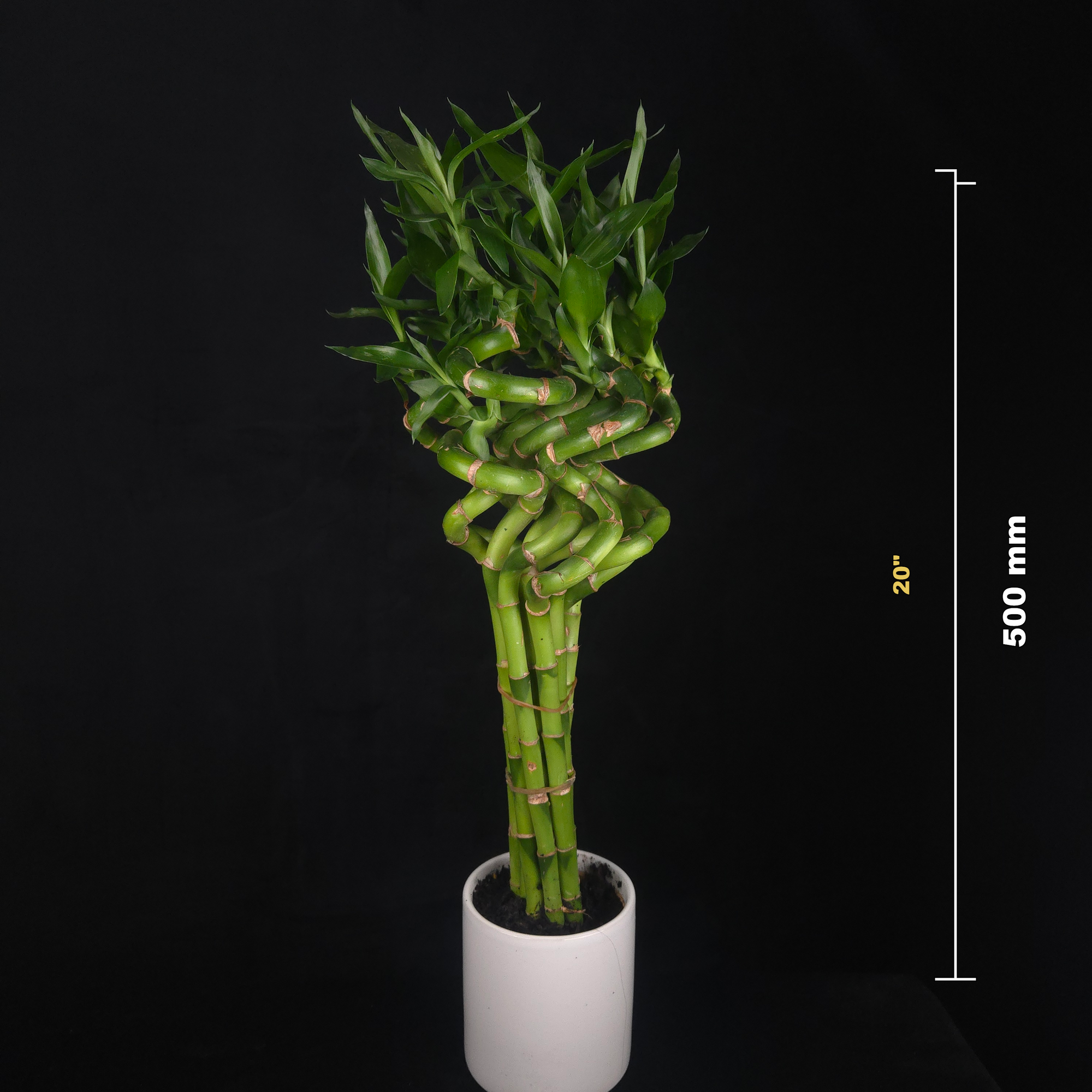 Dracaena sanderiana Lucky Bamboo Curly Rooted Stems - Pack of 10