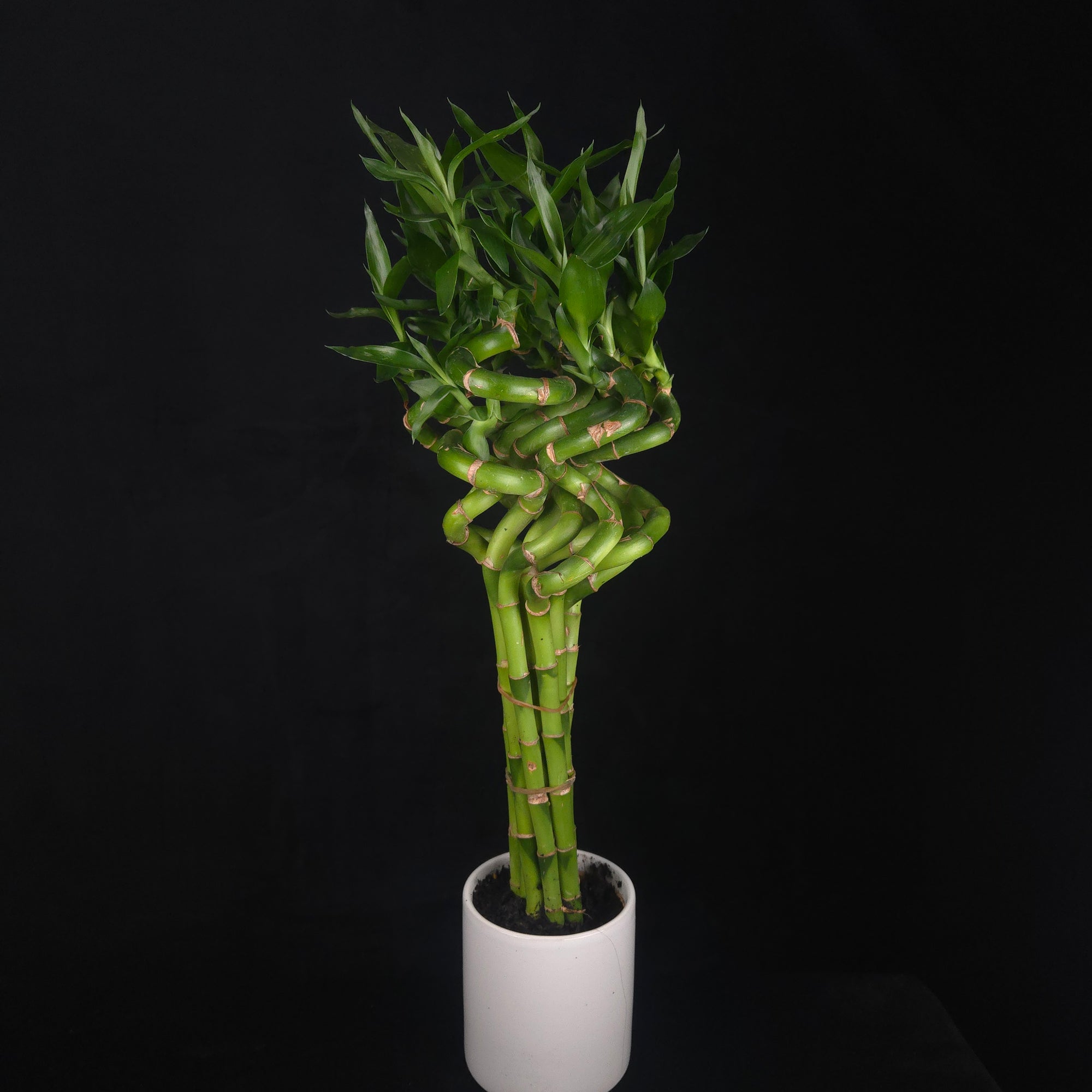 Dracaena sanderiana Lucky Bamboo Curly Rooted Stems - Pack of 10