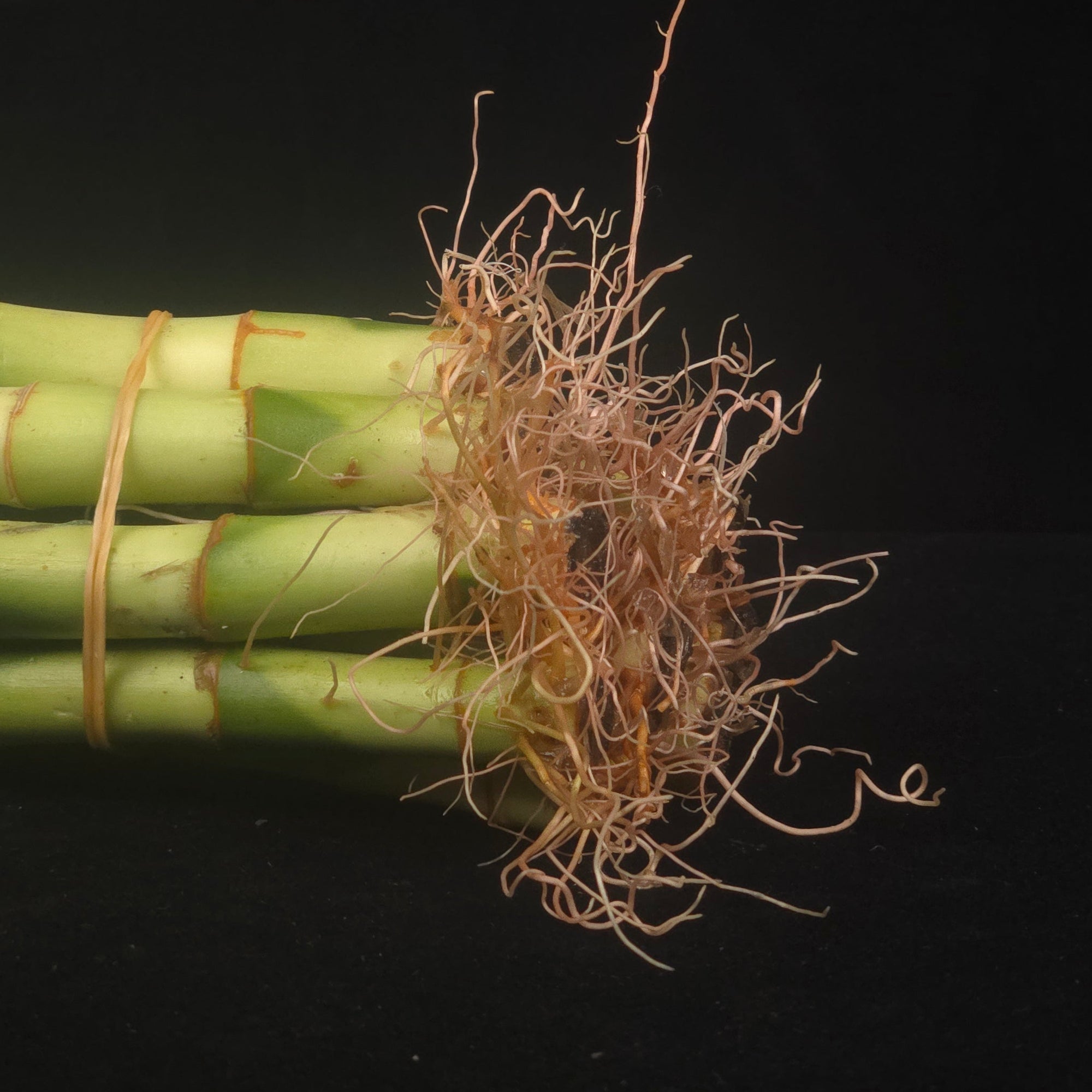 Dracaena sanderiana Lucky Bamboo Curly Rooted Stems - Pack of 10