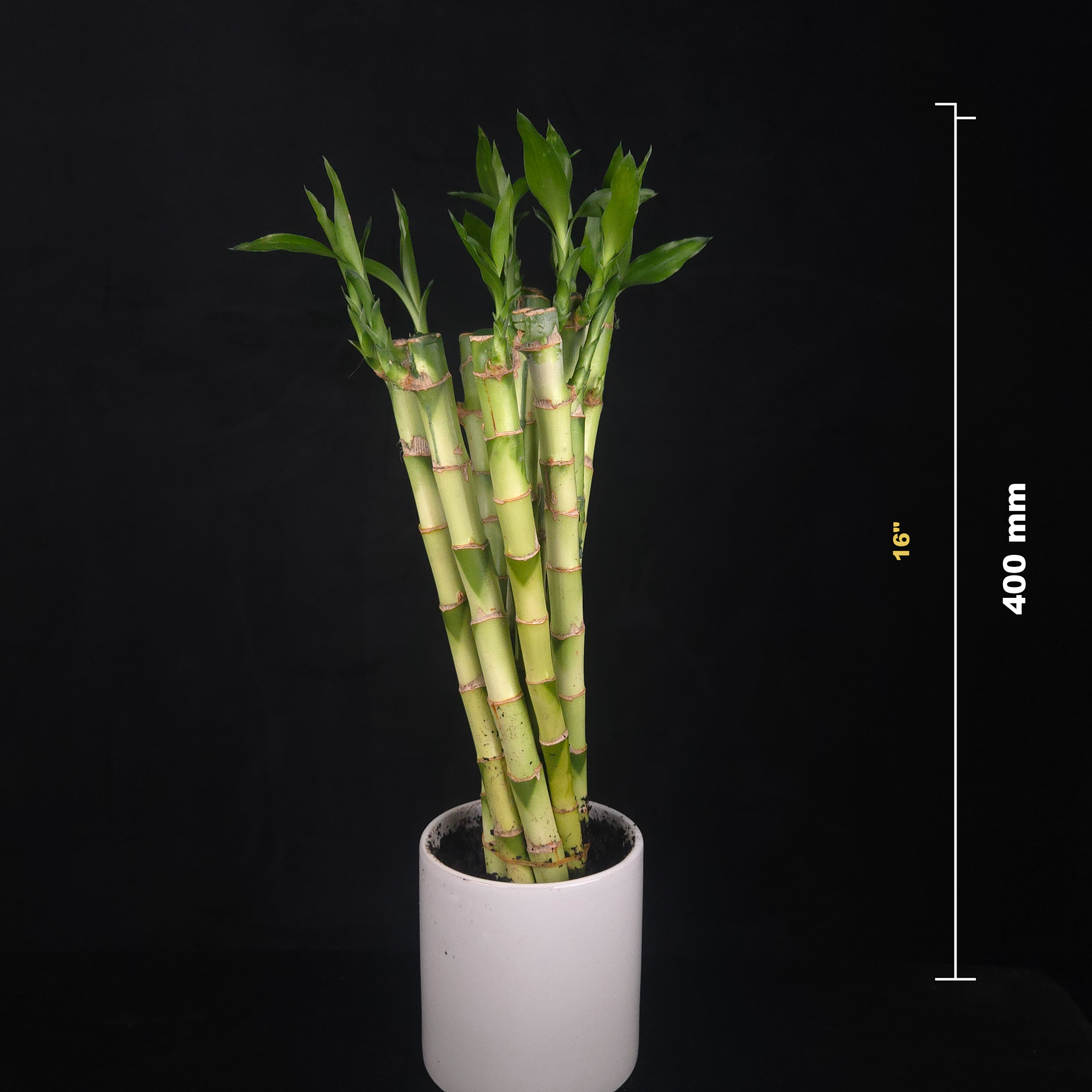 Dracaena sanderiana Lucky Bamboo Straight Rooted Stems - Pack of 10
